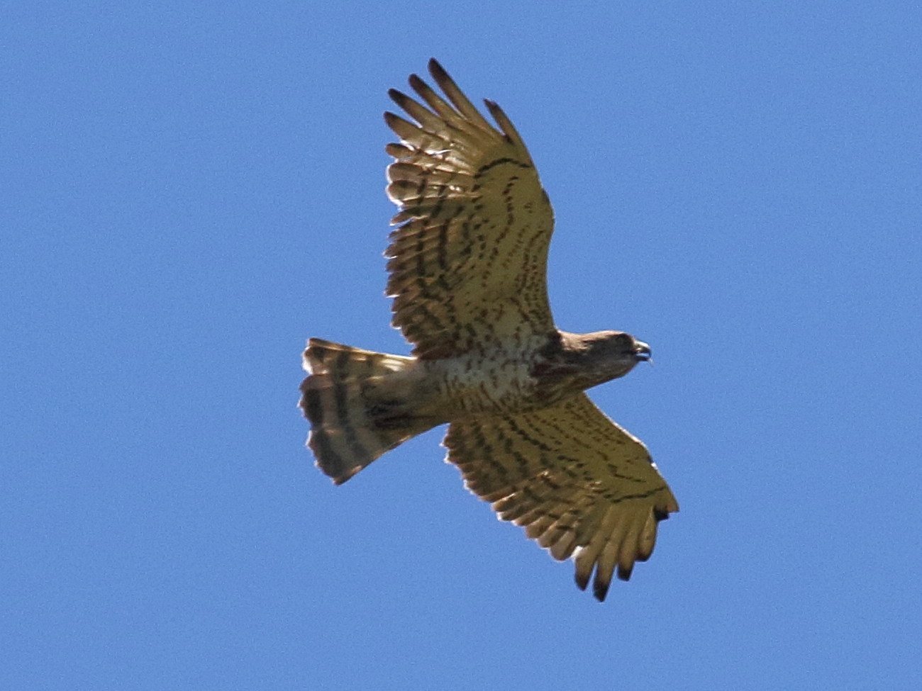 Afficher le média Circaetus_gallicus Circaetus_gallicus