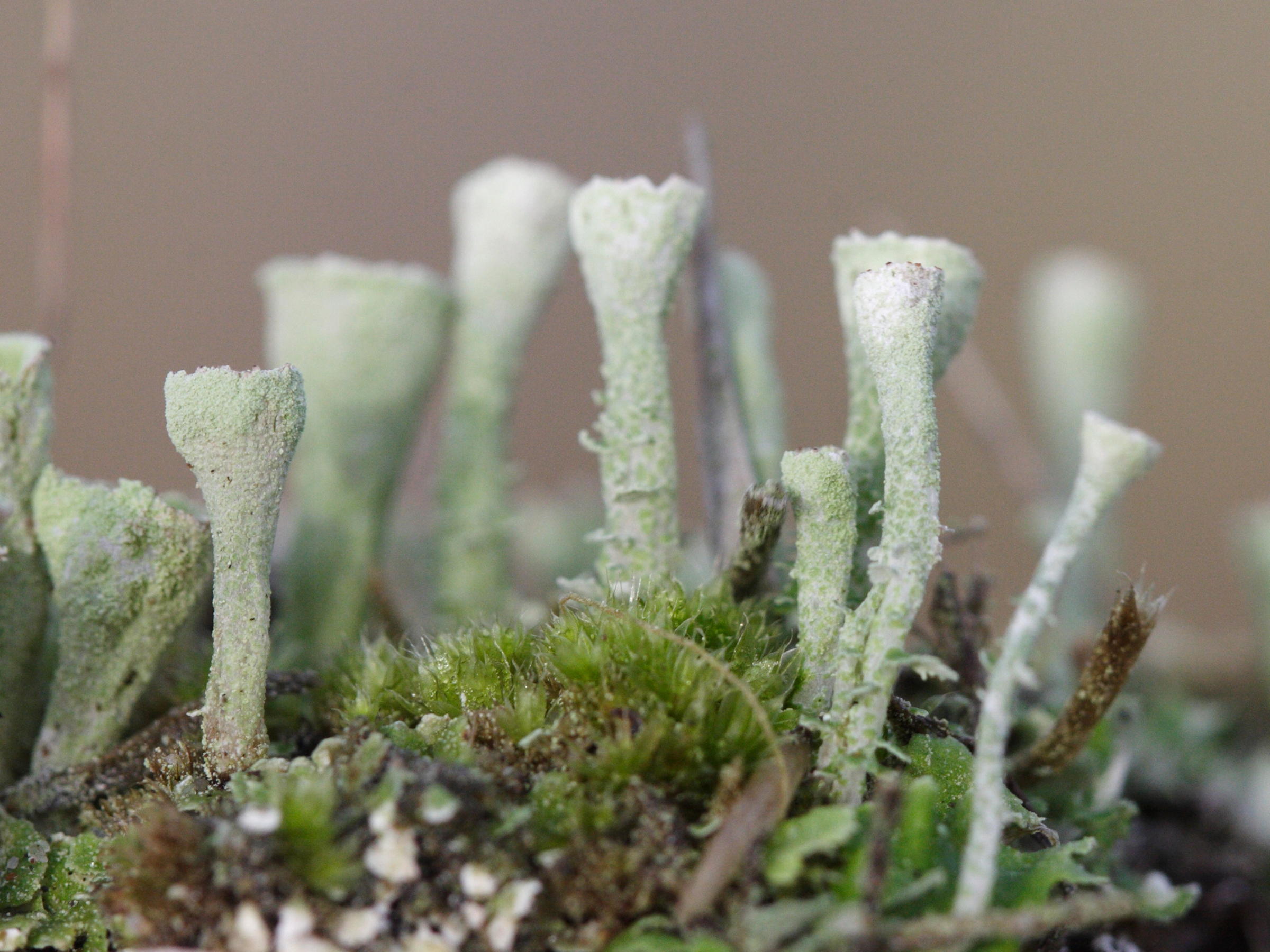 Cladonia_chlorophaea