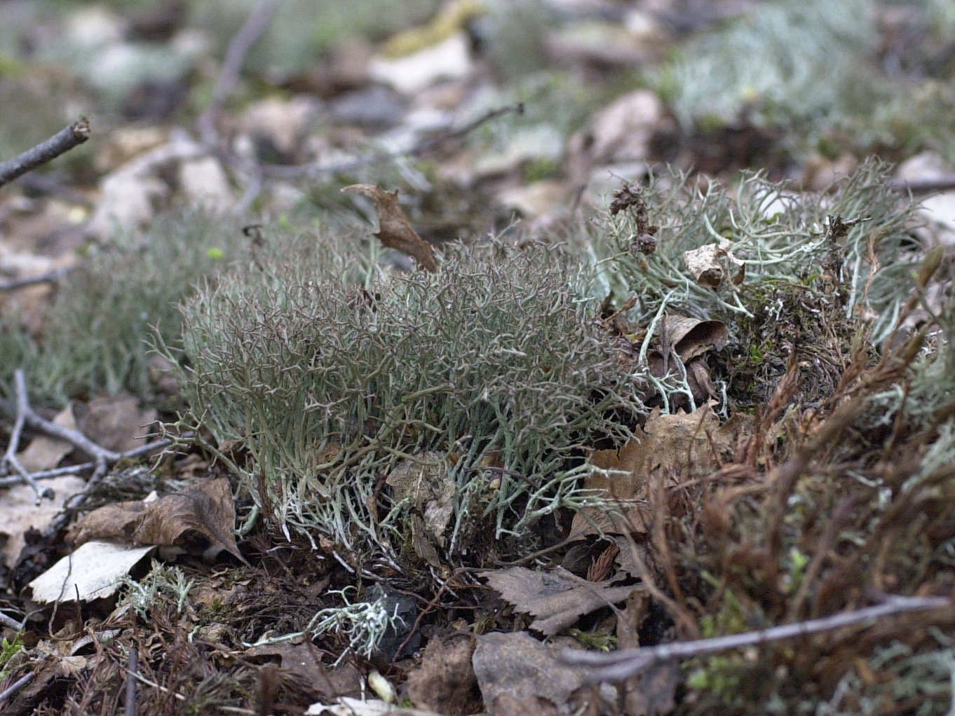 cladonia_furcata1md