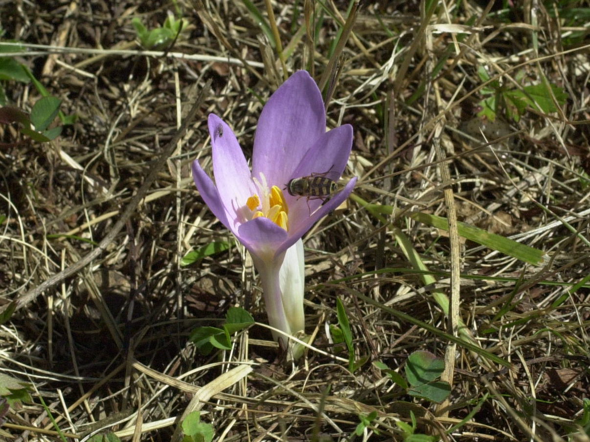 colchicum_autumnale1md