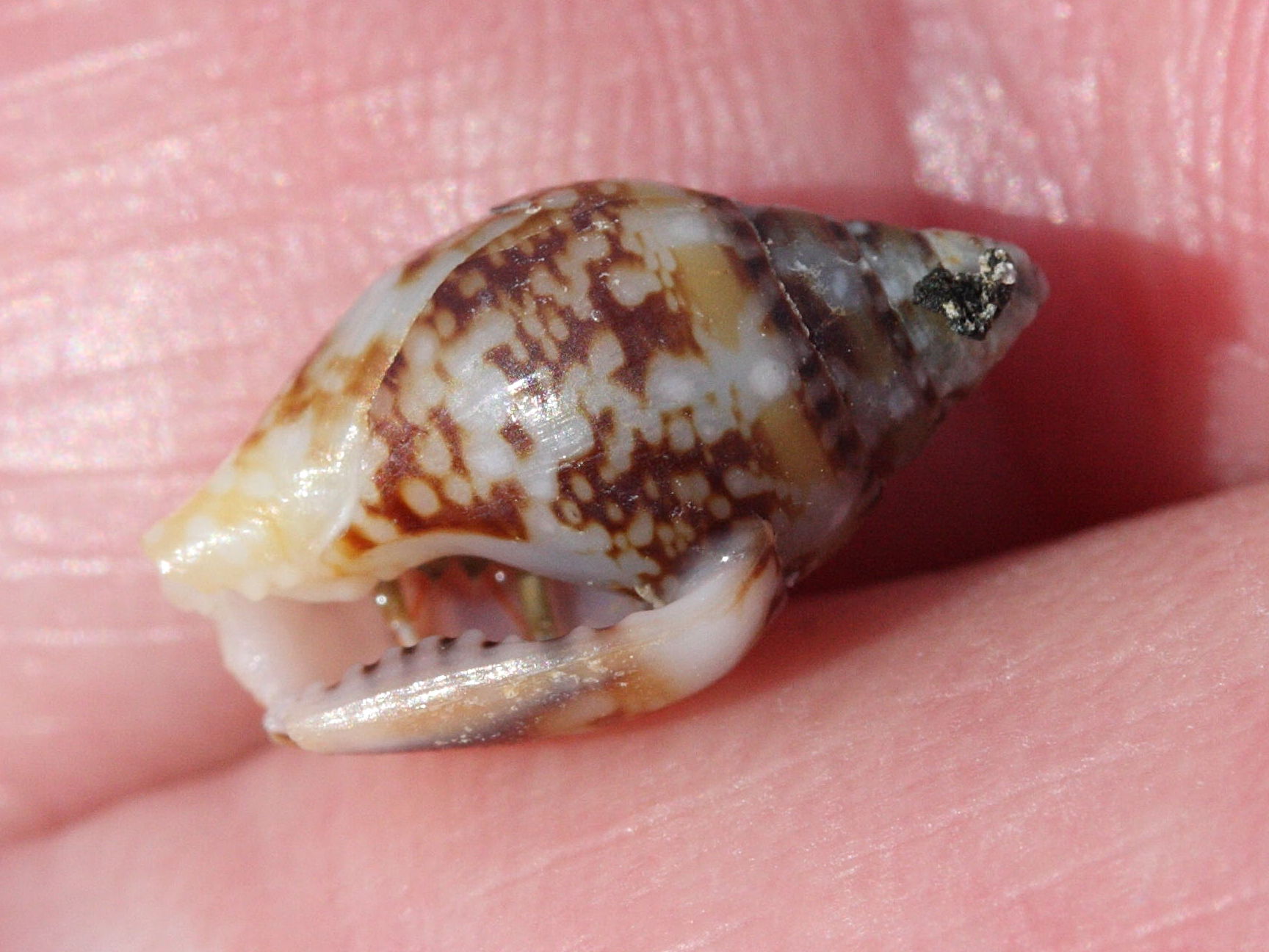 columbella_rustica5md