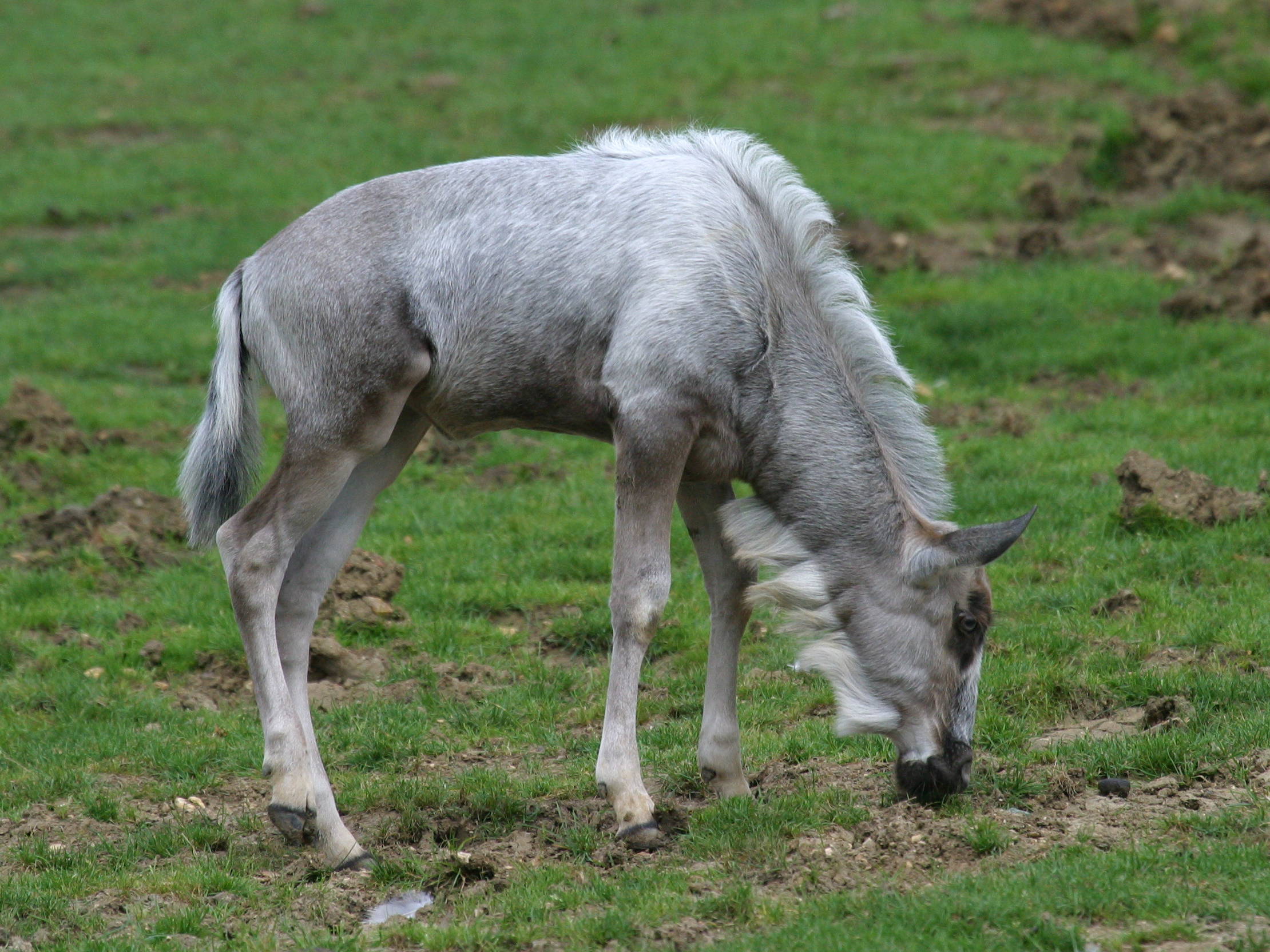 connochaetes_taurinus_taurinus2bd