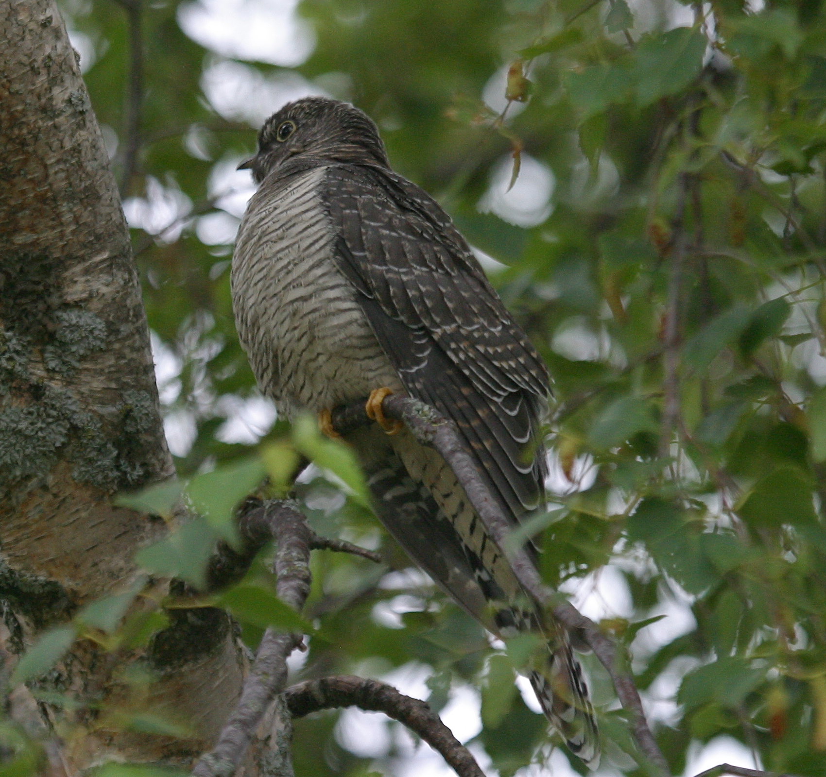 coucou_gris_-_cuculus_canorus2bd