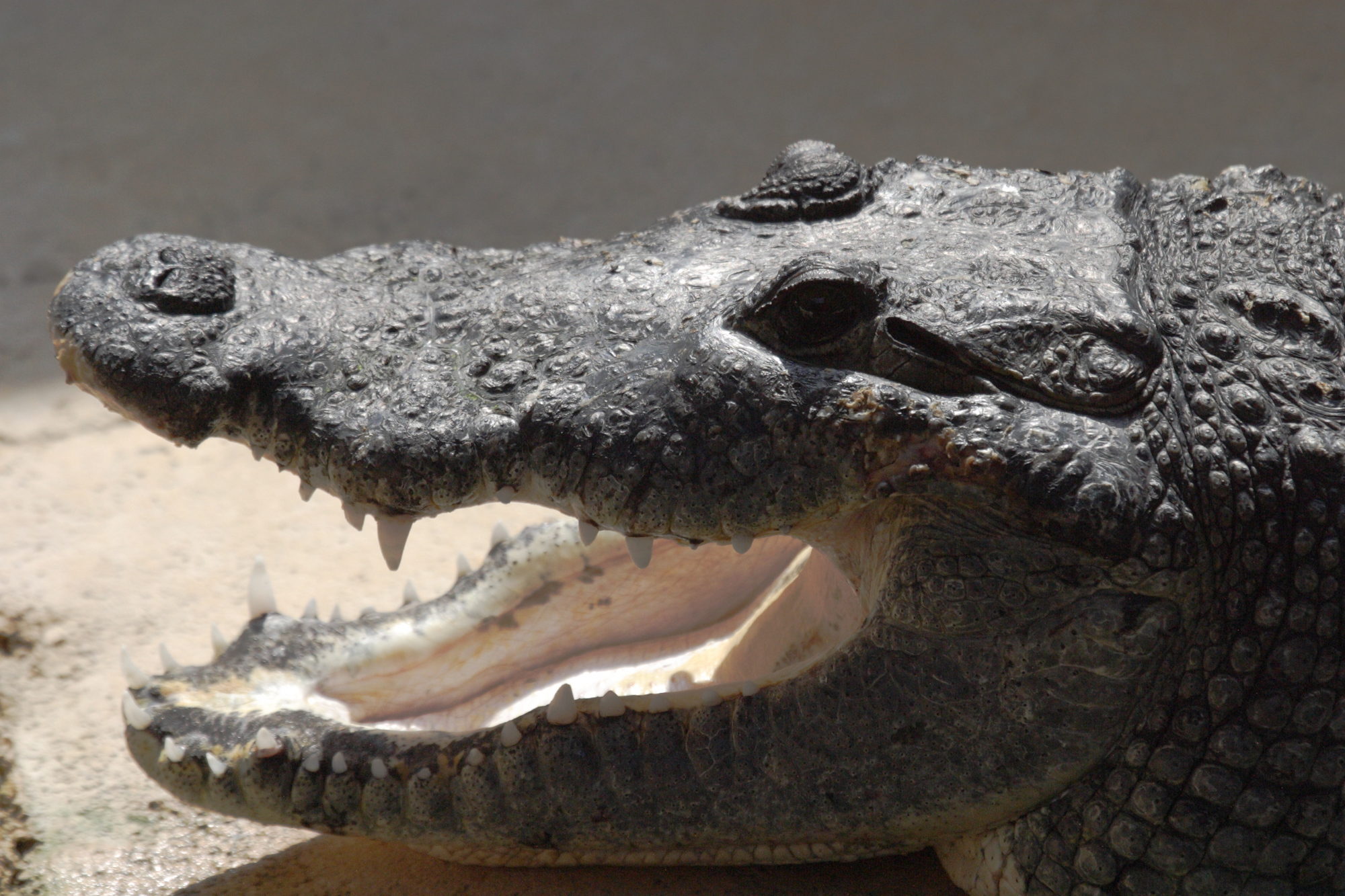 Afficher le média crocodylus_moreletti2bd crocodylus_moreletti2bd