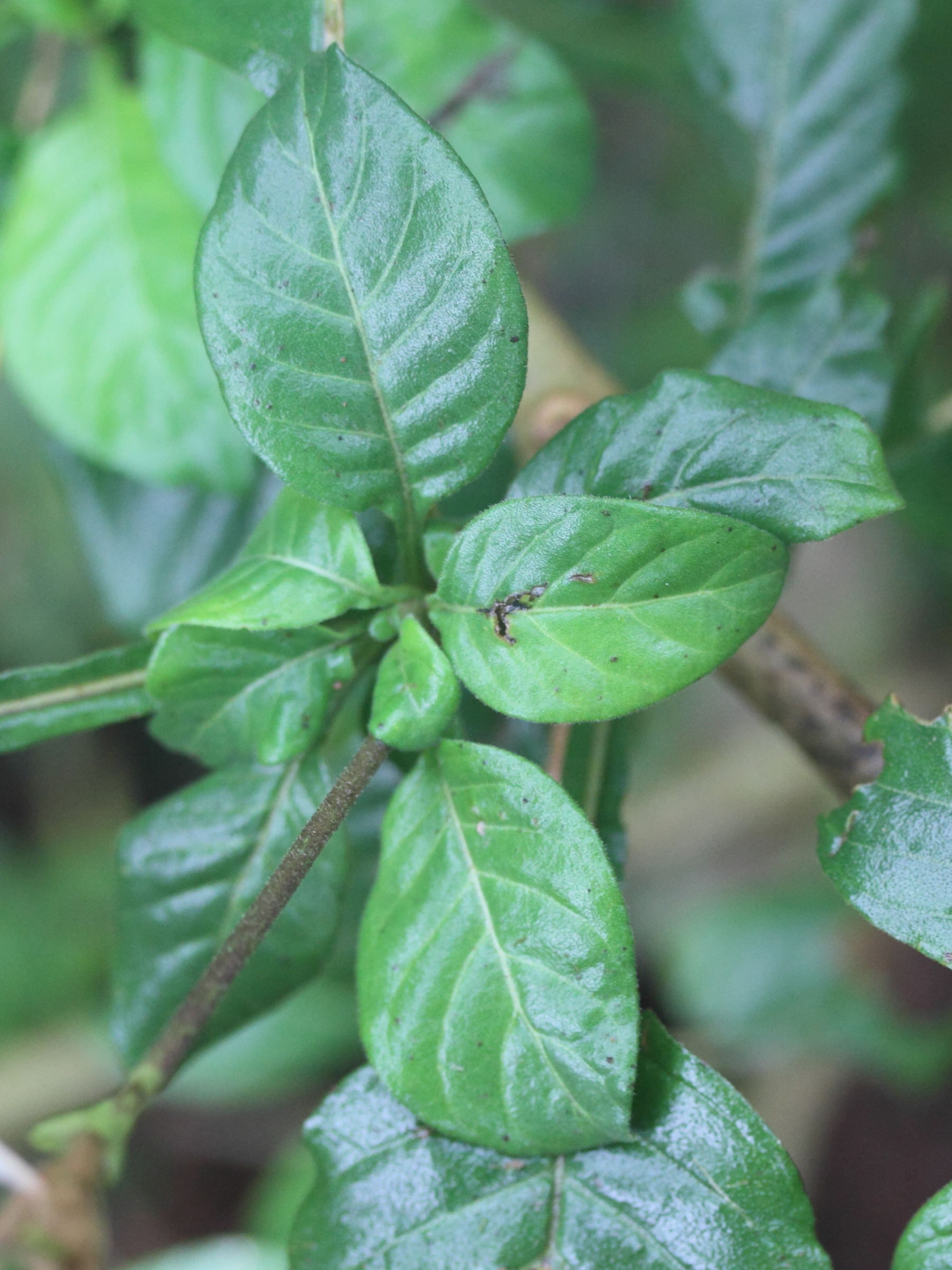 crossandra_puberula3md