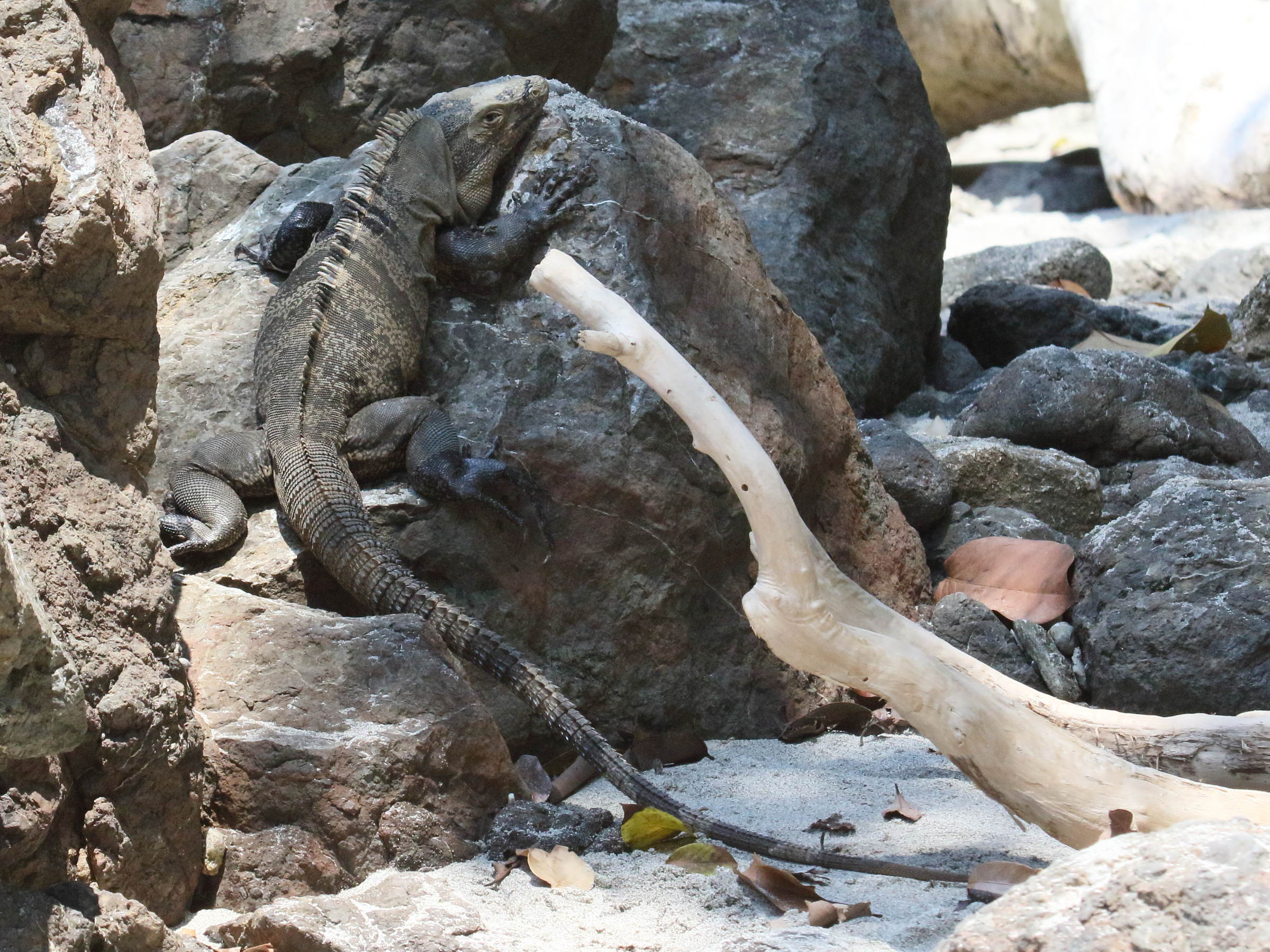 ctenosaura_similis3bd