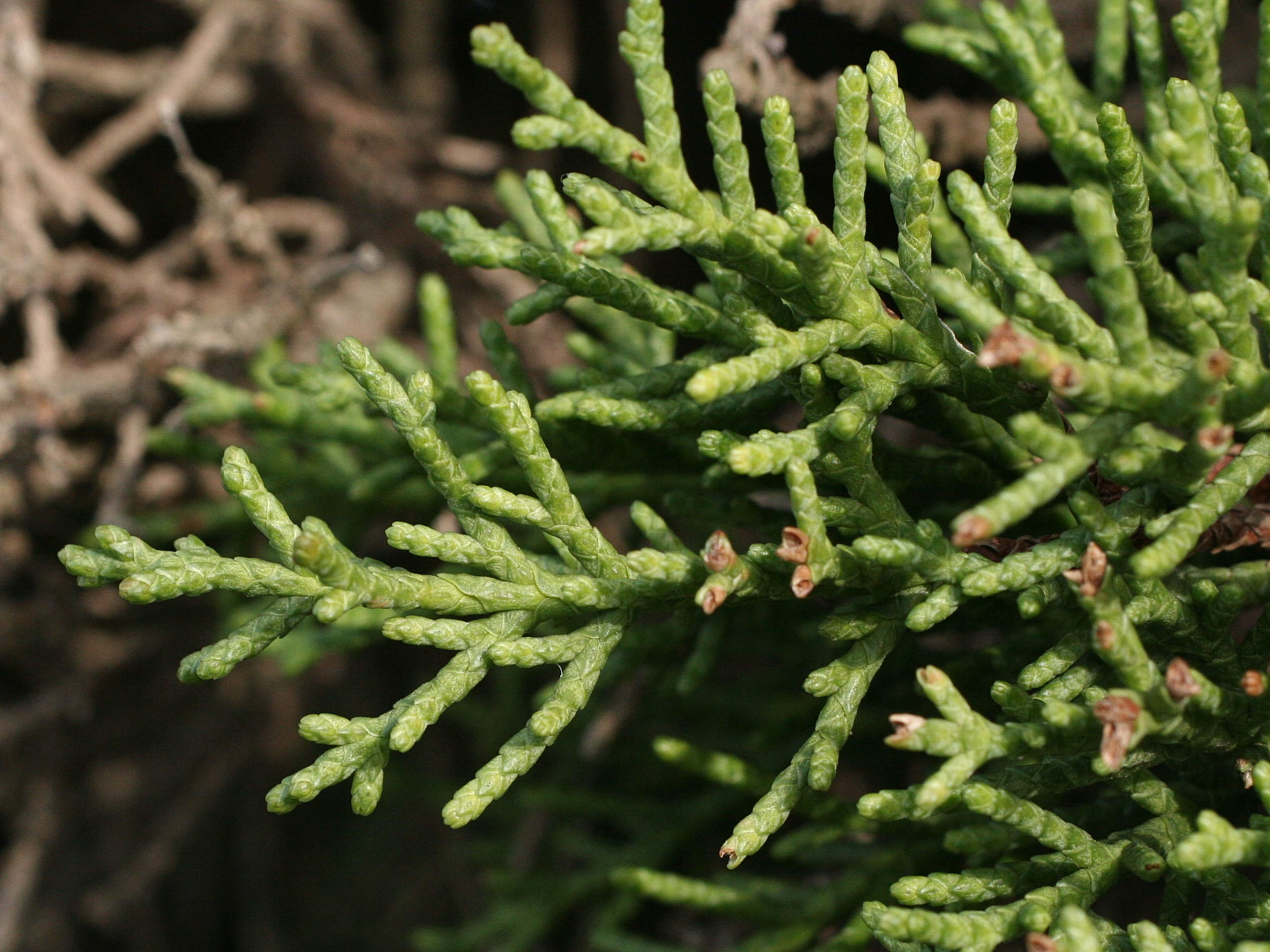 Afficher le média cupressus_macrocarpa3md cupressus_macrocarpa3md