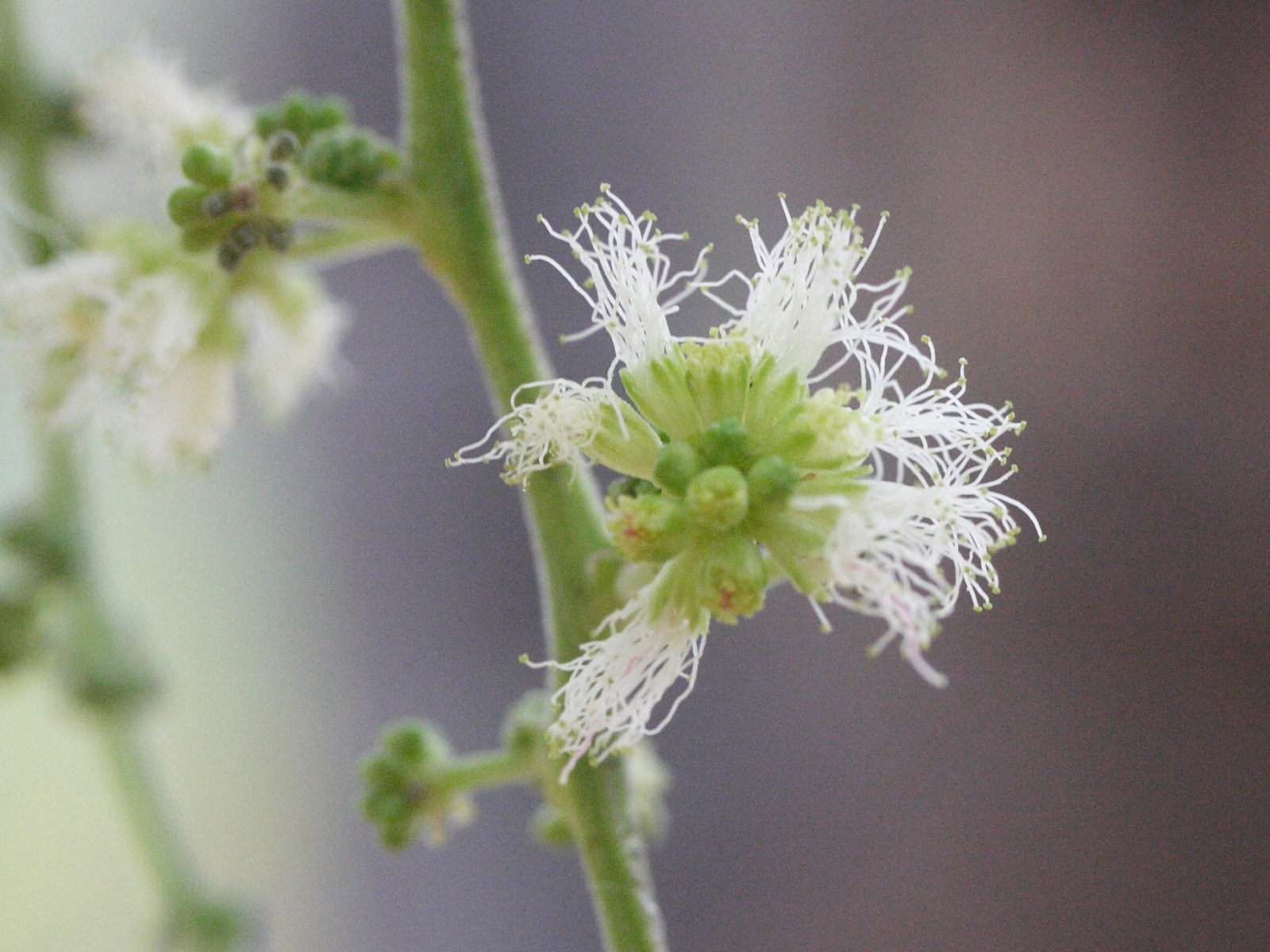 desmanthus_virgatus4md