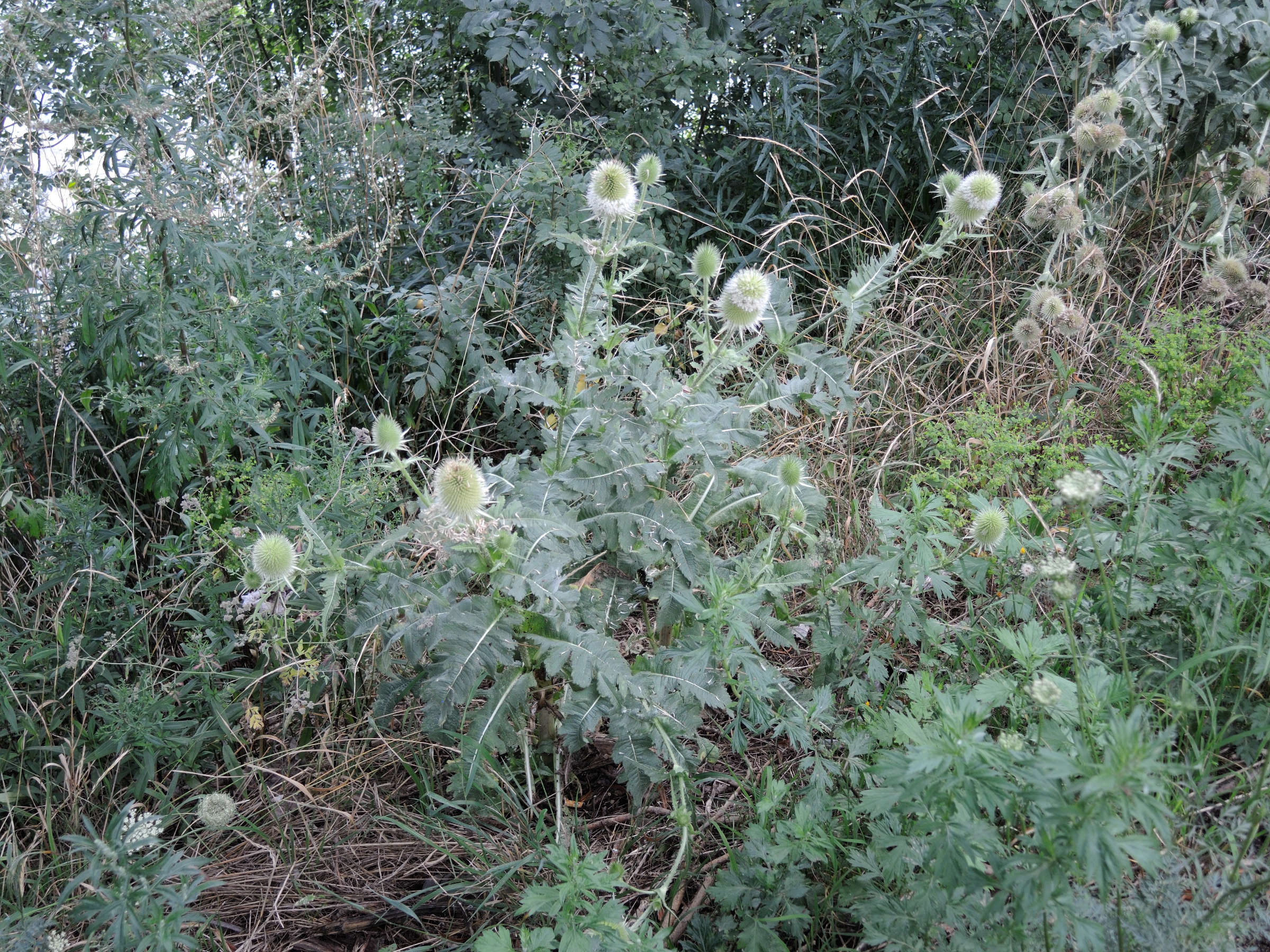 dipsacus_laciniatus1md