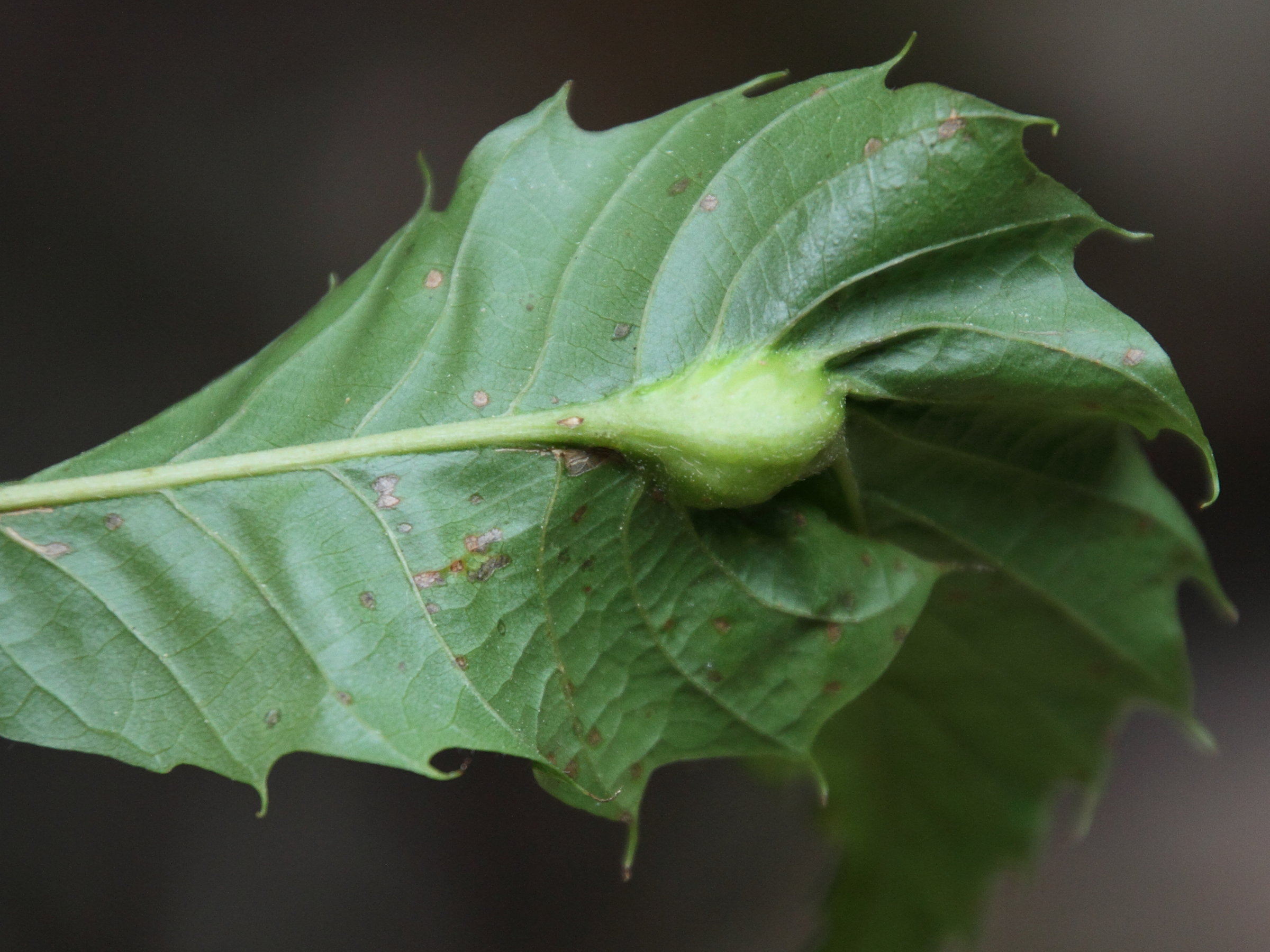 dryocosmus_kuriphilus_galle2md