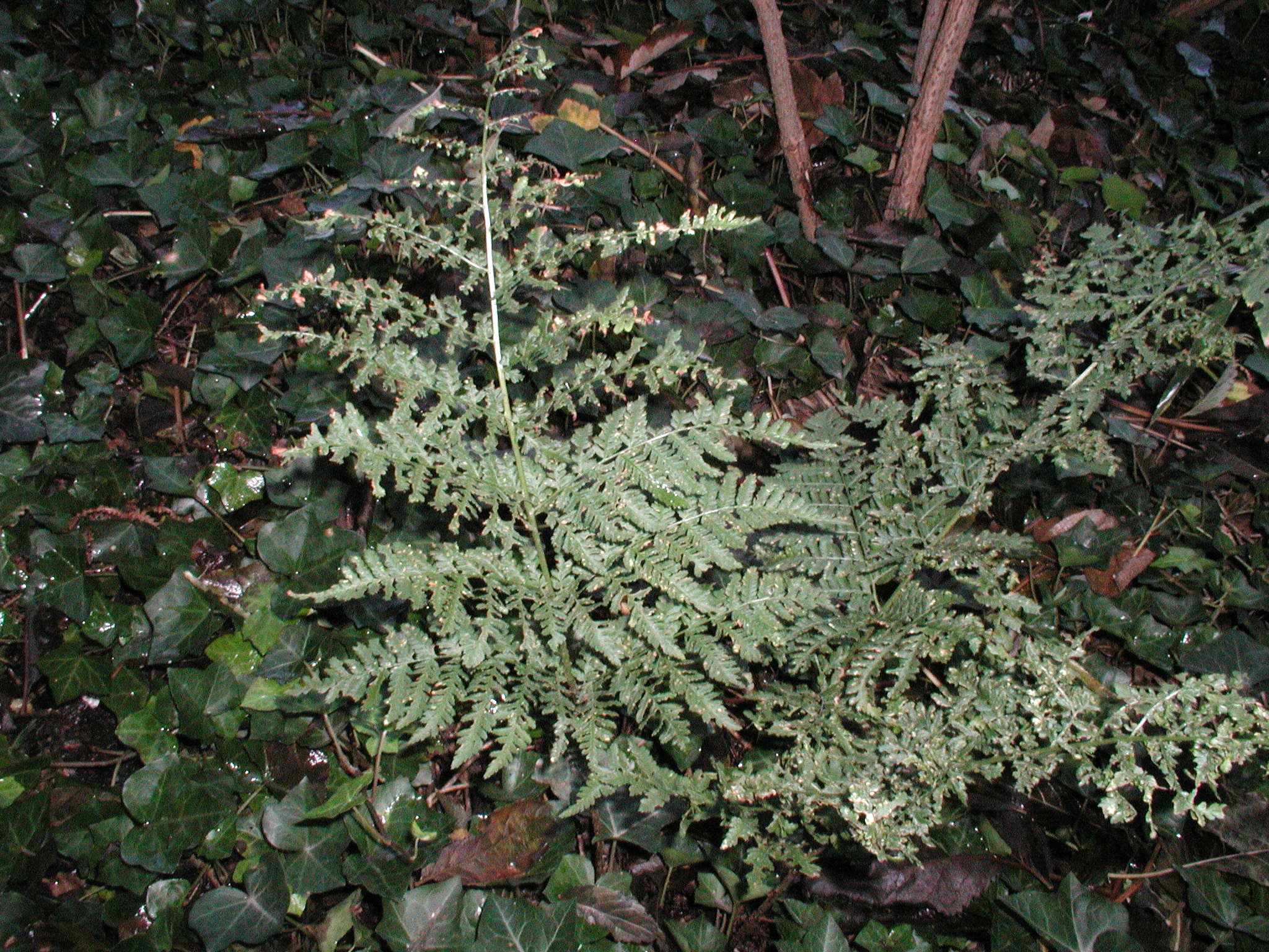 dryopteris_dilatata1md
