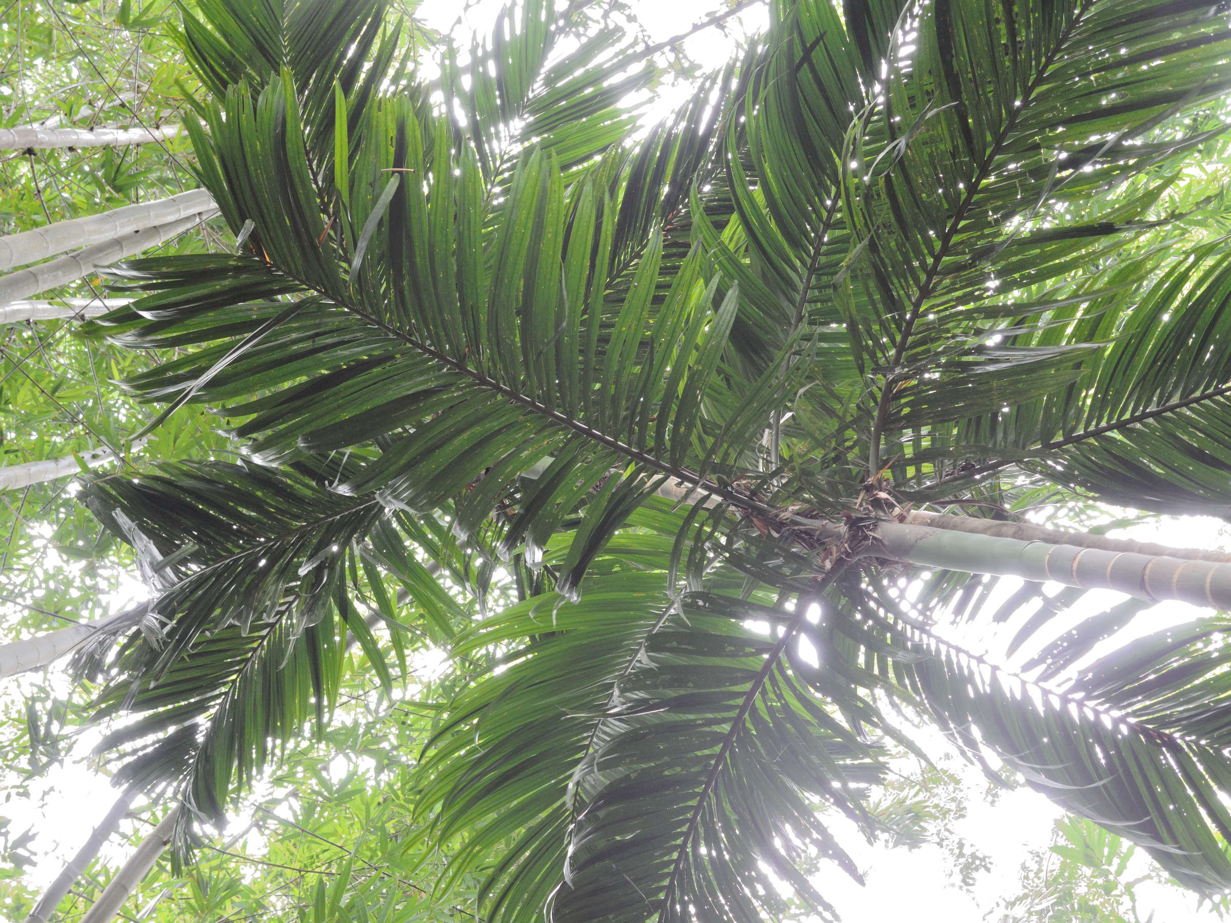dypsis_lanceolata2md