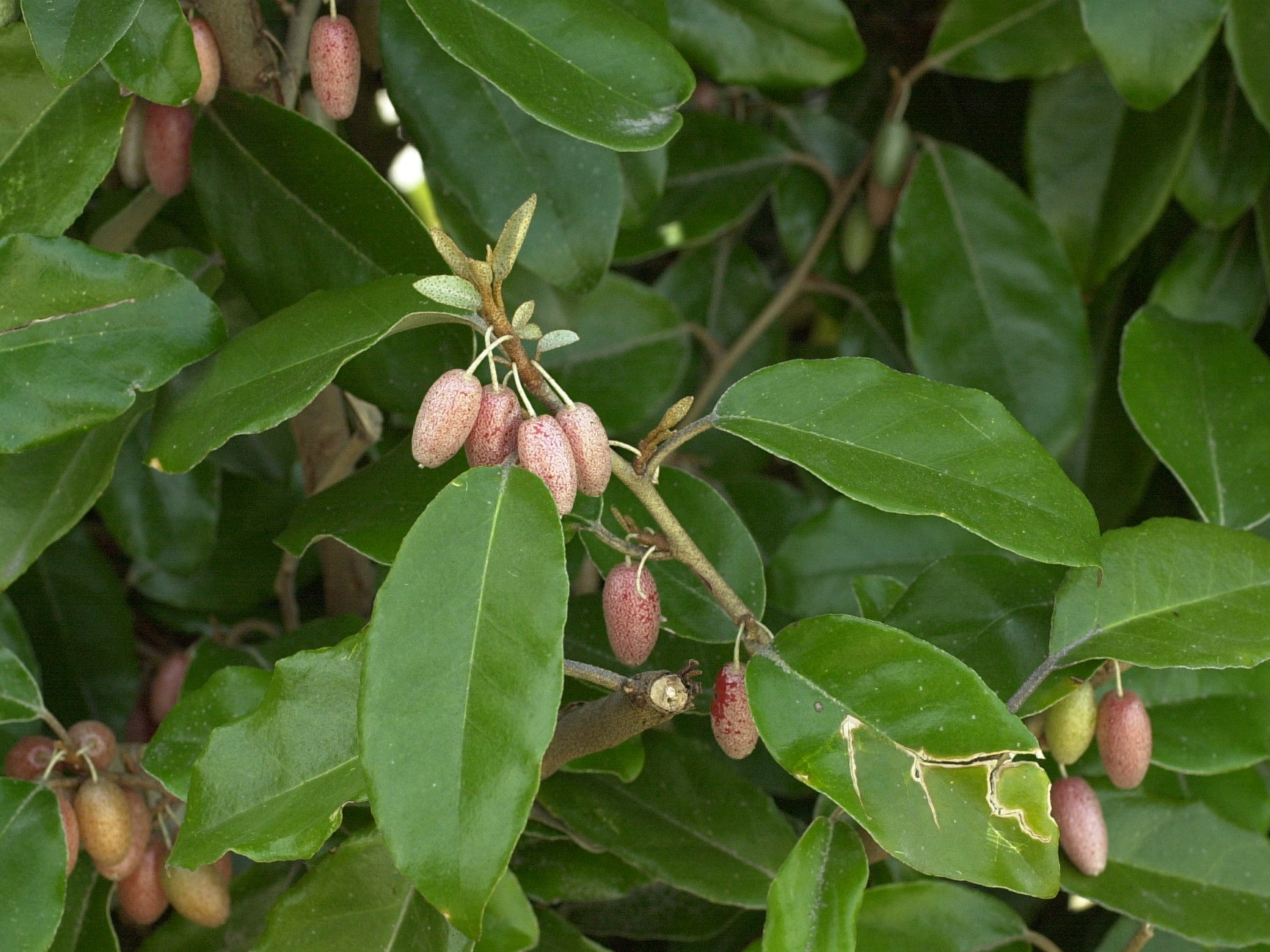 Afficher le média elaeagnus_x_submacrophylla_ebbingei3md elaeagnus_x_submacrophylla_ebbingei3md