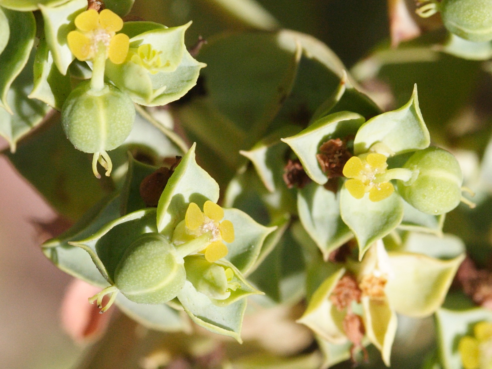 euphorbia_dendroides5md