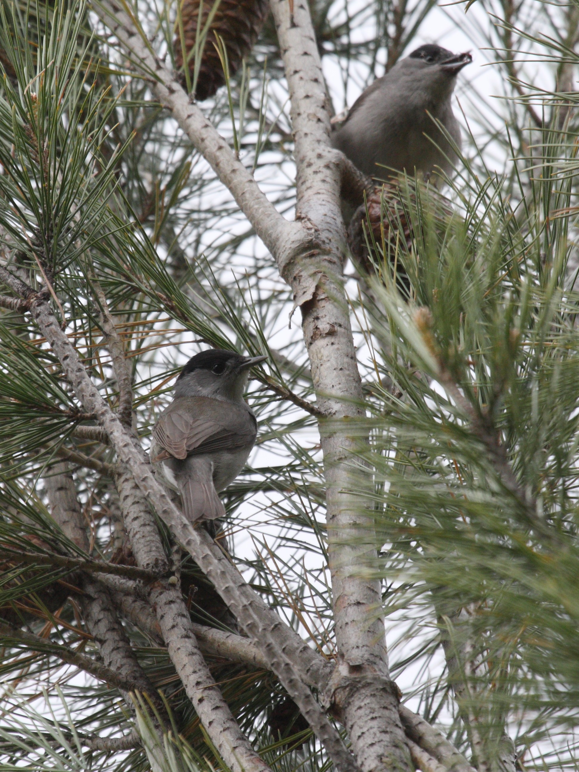 fauvette_a_tete_noire_-_sylvia_atricapilla5bd