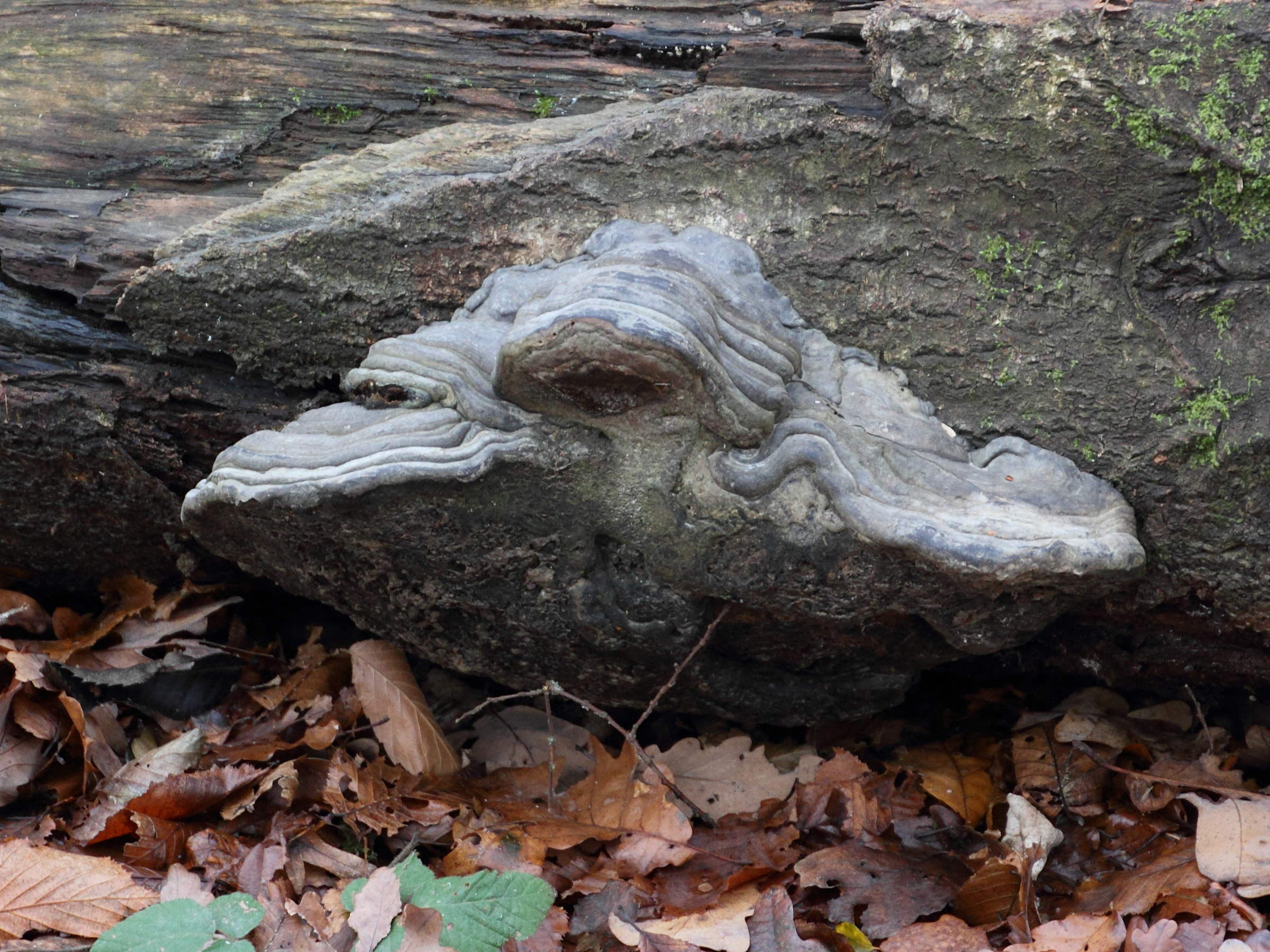 fomes_fomentarius5md