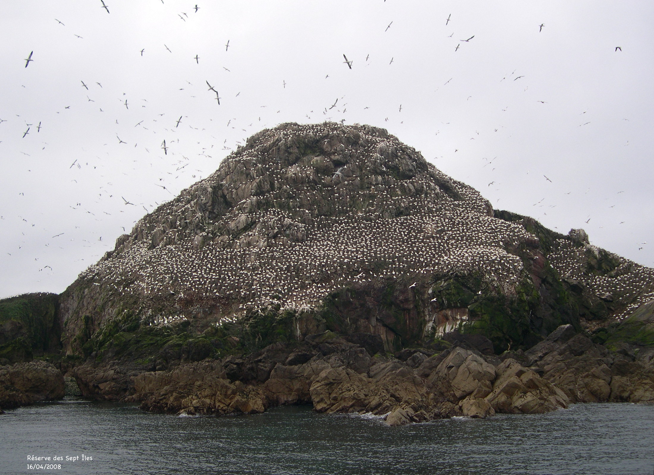 fou_de_bassan_-_morus_bassanus9amd