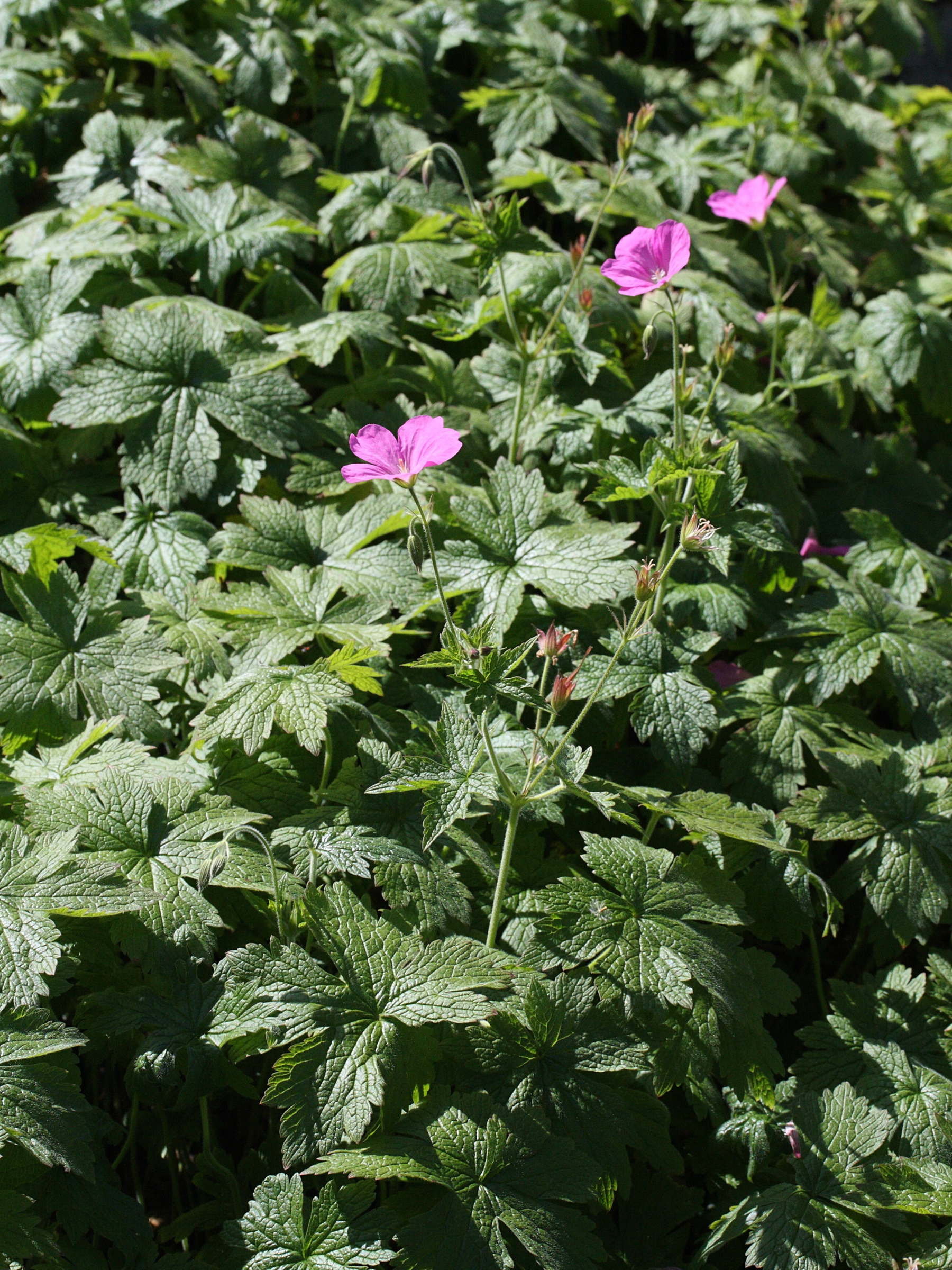 geranium_endressii1md