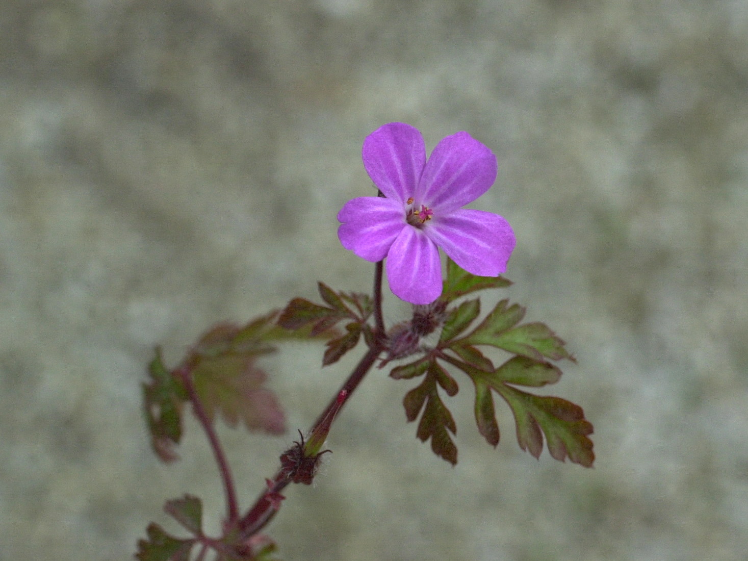 Geranium_robertianum