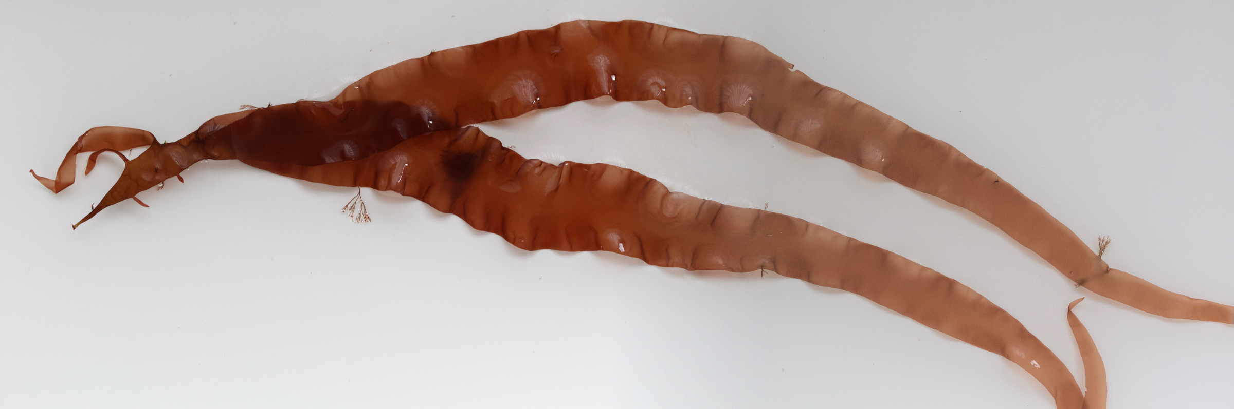 grateloupia_turuturu3md