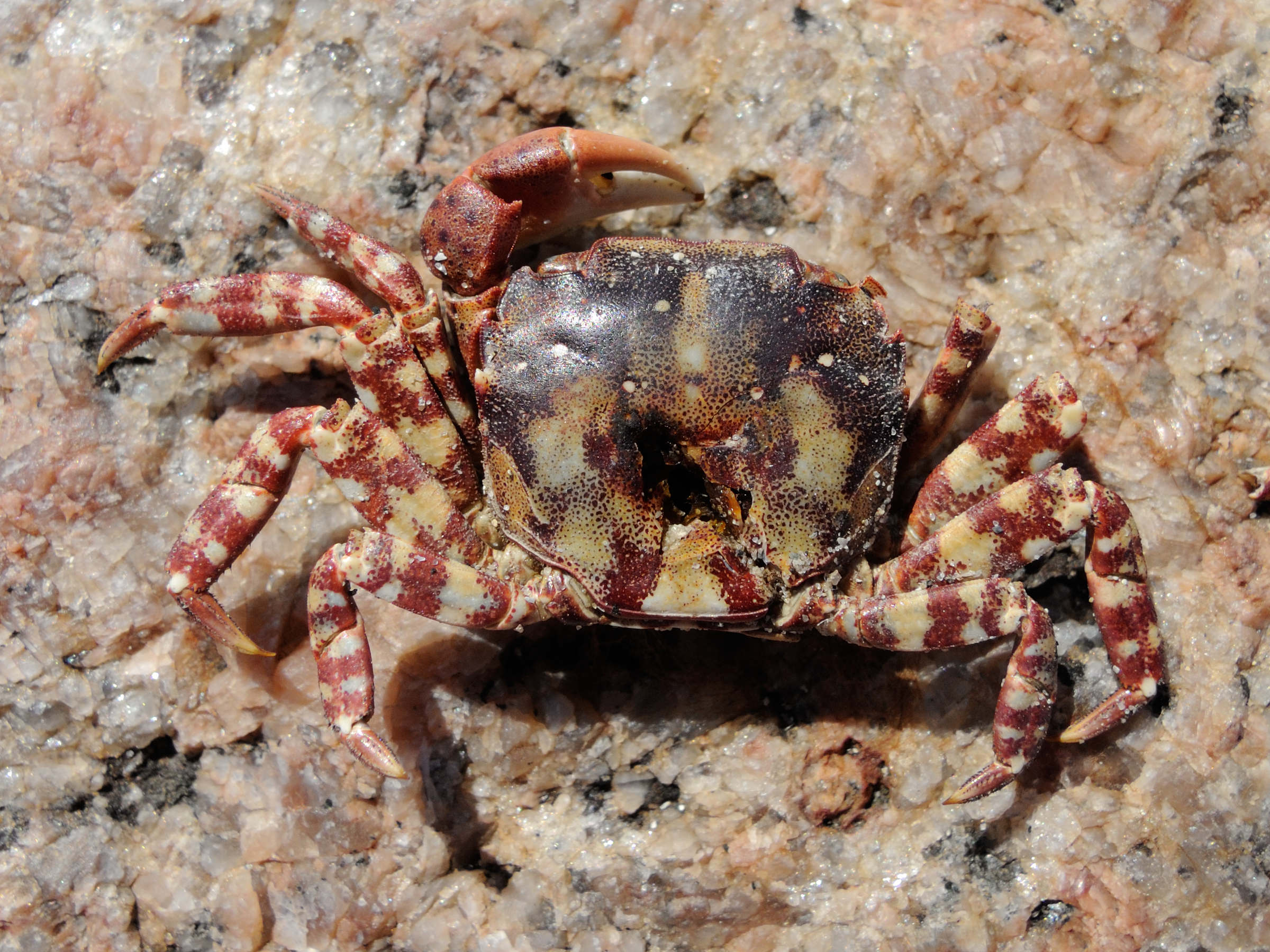 hemigrapsus_sanguineus4md