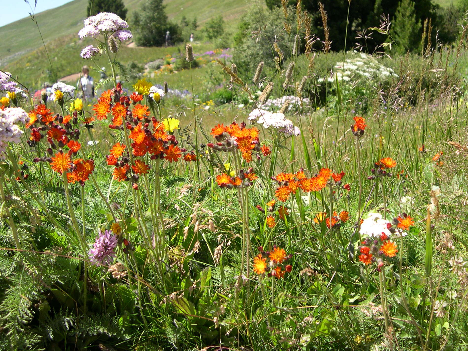 hieracium_aurantiacum3md