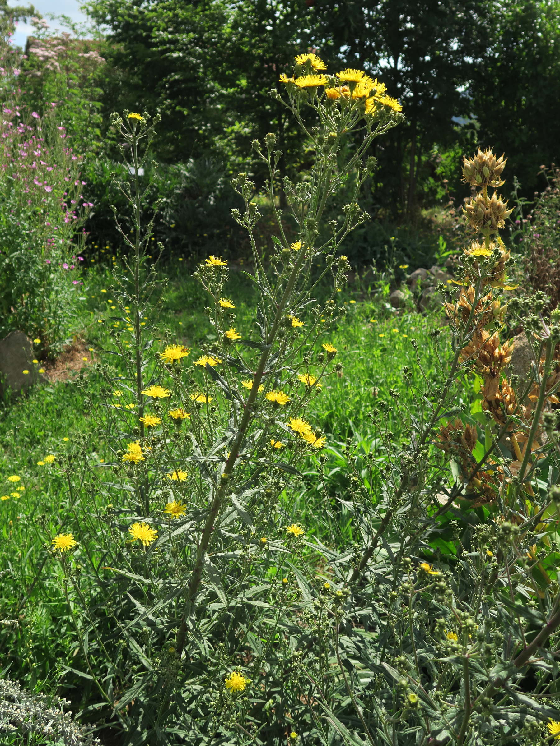 Afficher le média hieracium_umbellatum1md hieracium_umbellatum1md
