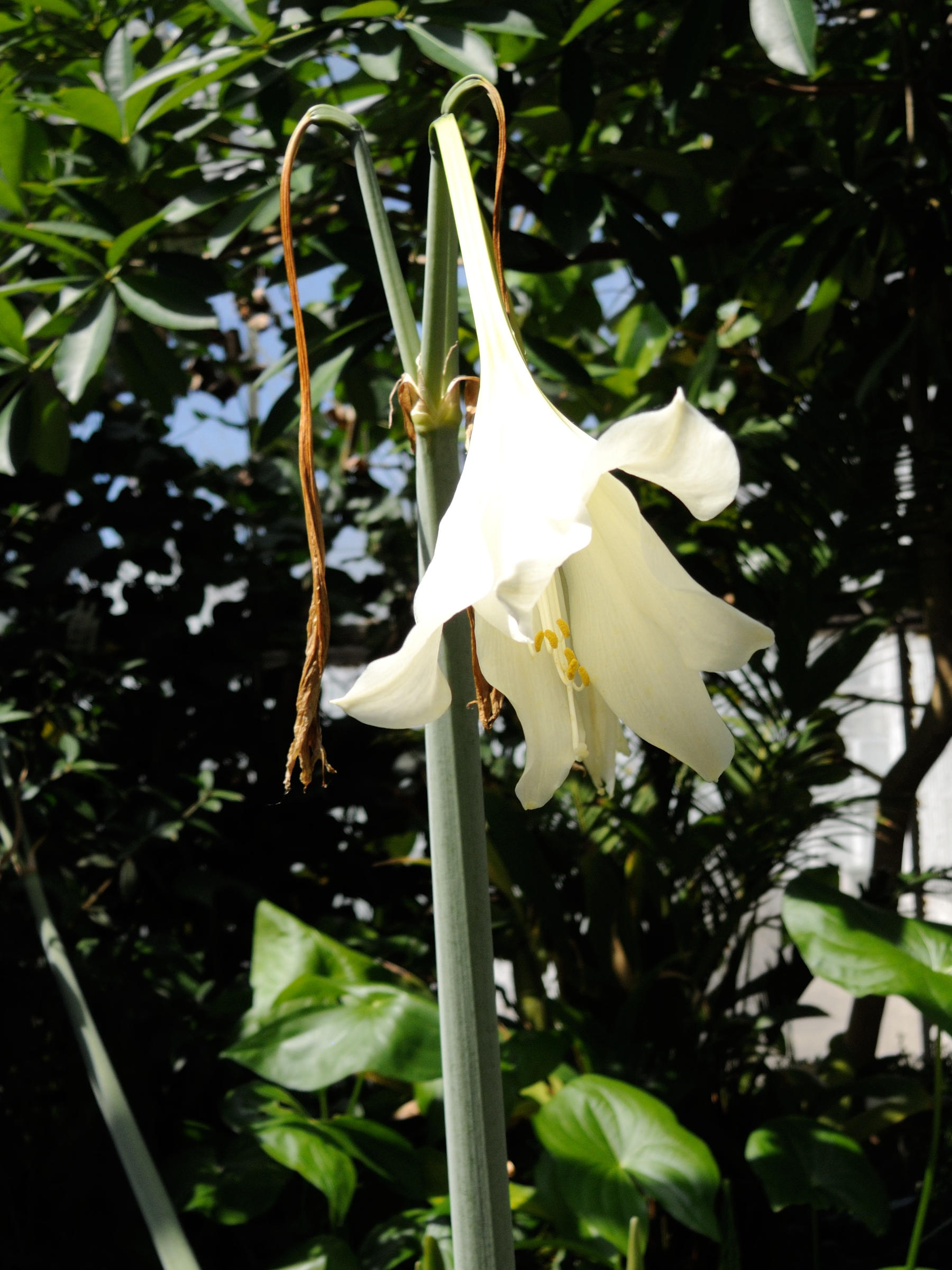 hippeastrum_elegans2md