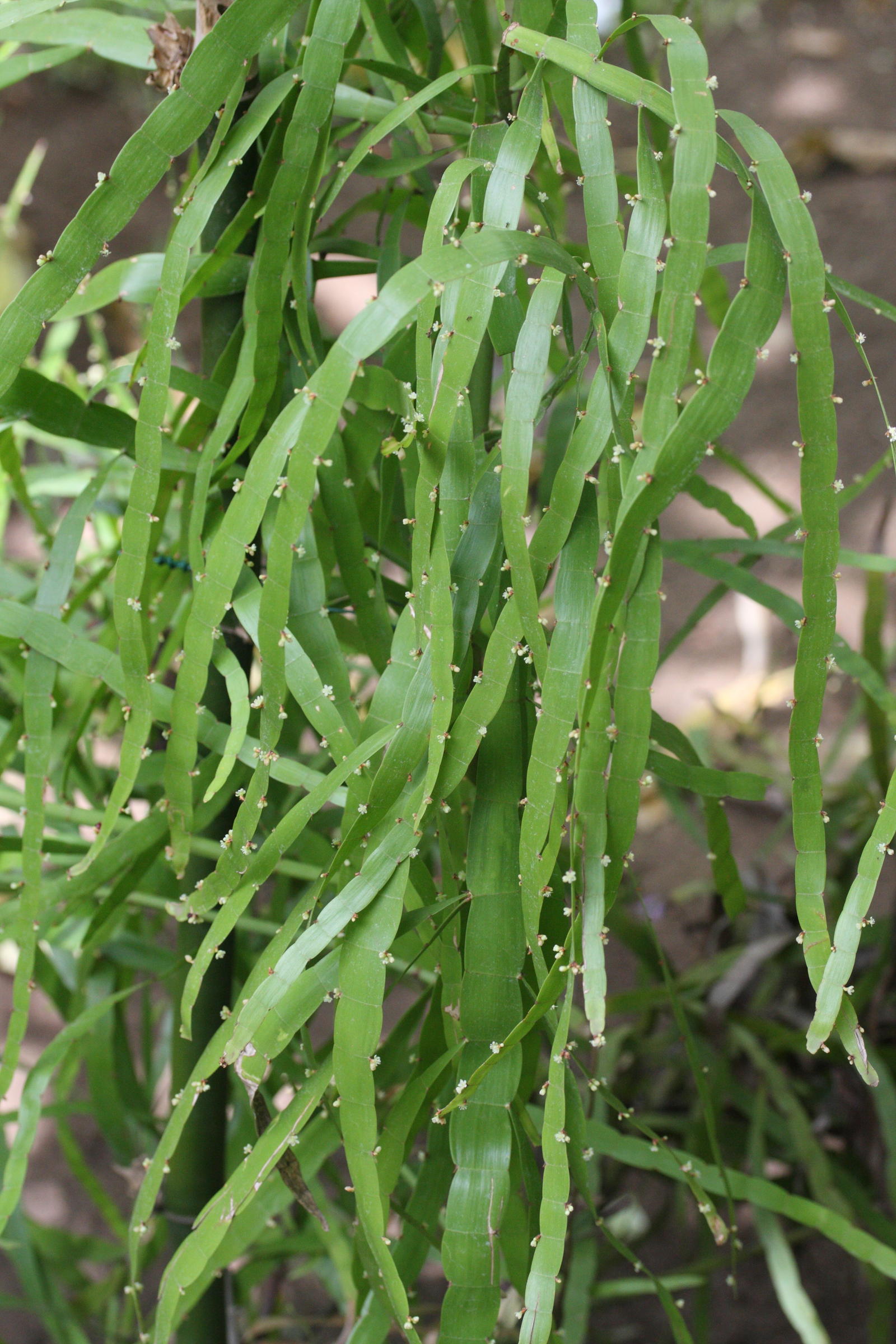 Homalocladium_platycladum