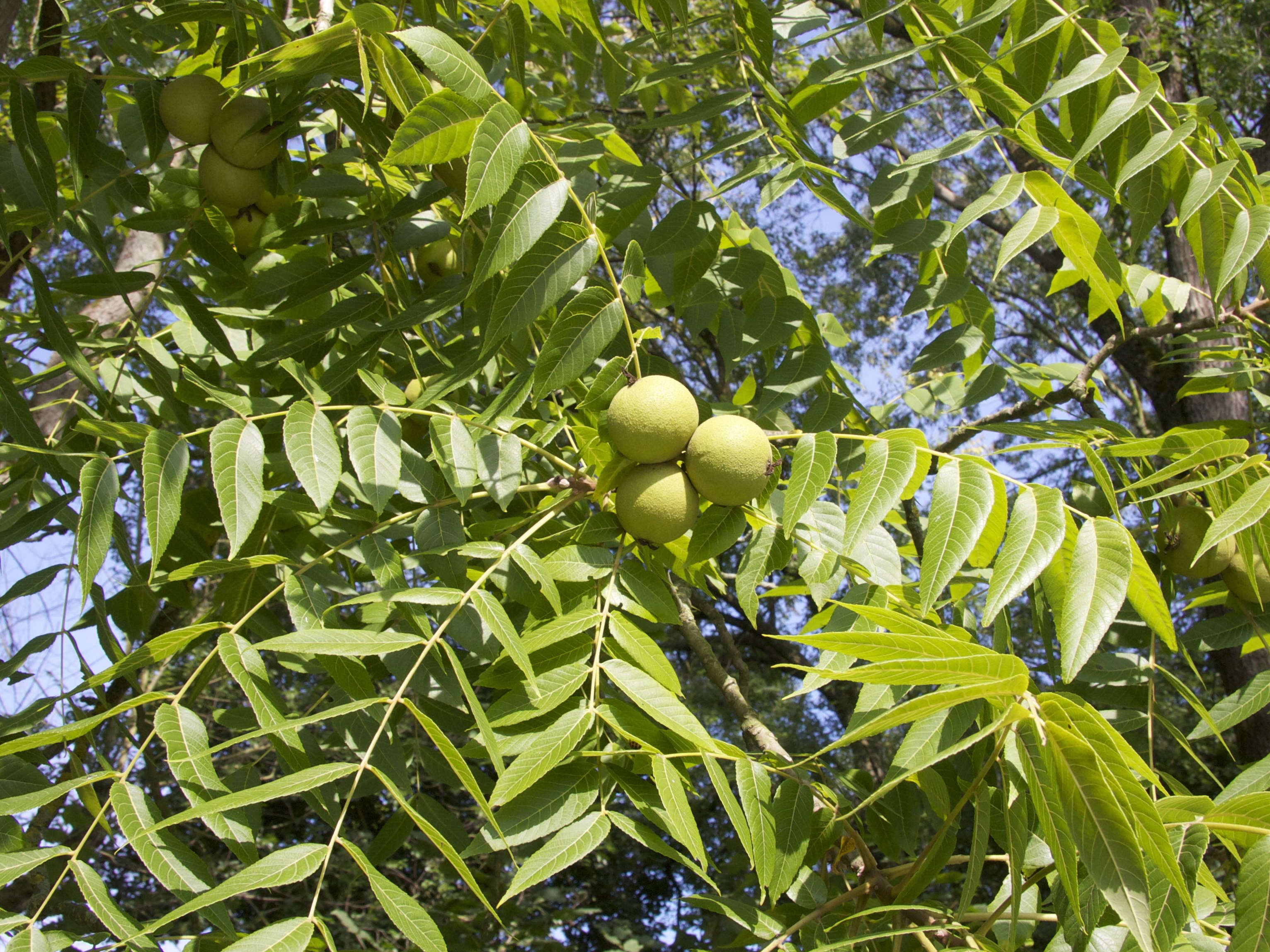 Afficher le média juglans_nigra4md juglans_nigra4md