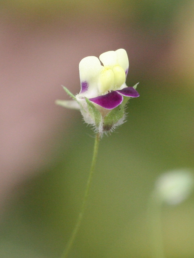 Afficher le média Kikkxia_elatine Kikkxia_elatine