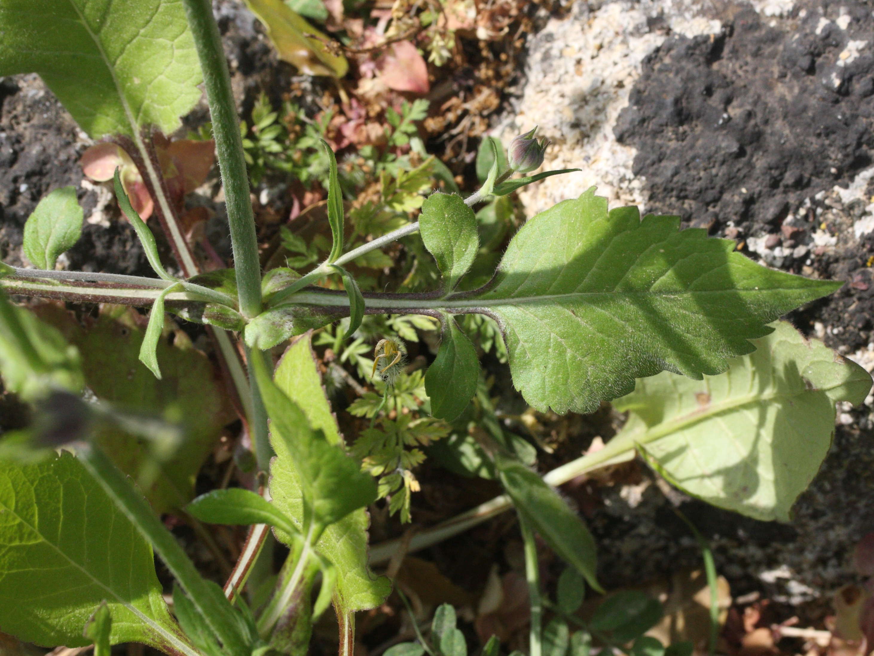 knautia_integrifolia4md