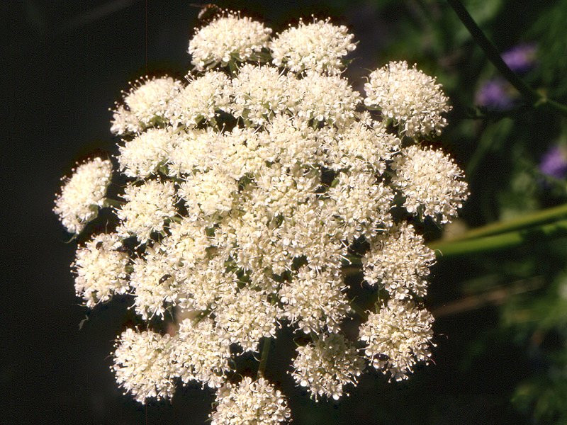 laserpitium_halleri2mcf