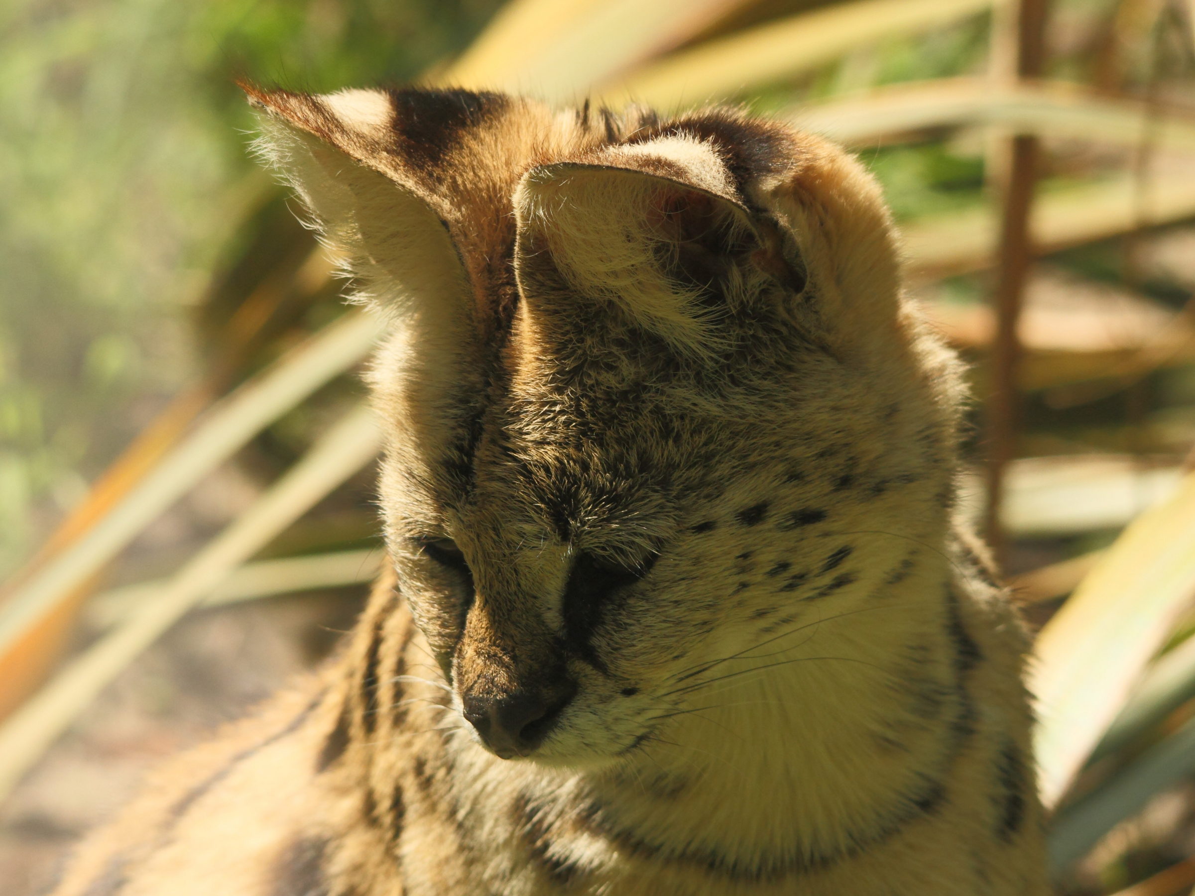 leptailurus_serval2bd