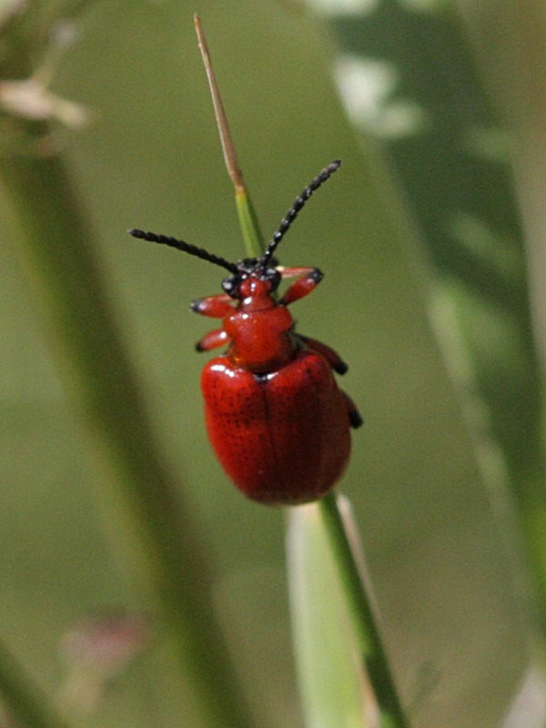 lilioceris_merdigera1bd