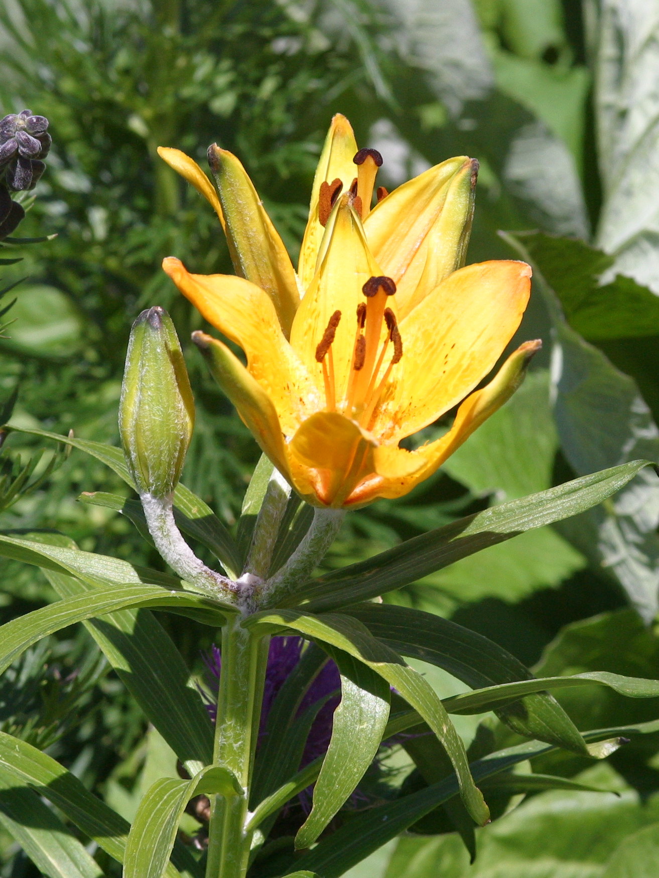 lilium_bulbiferum2bd