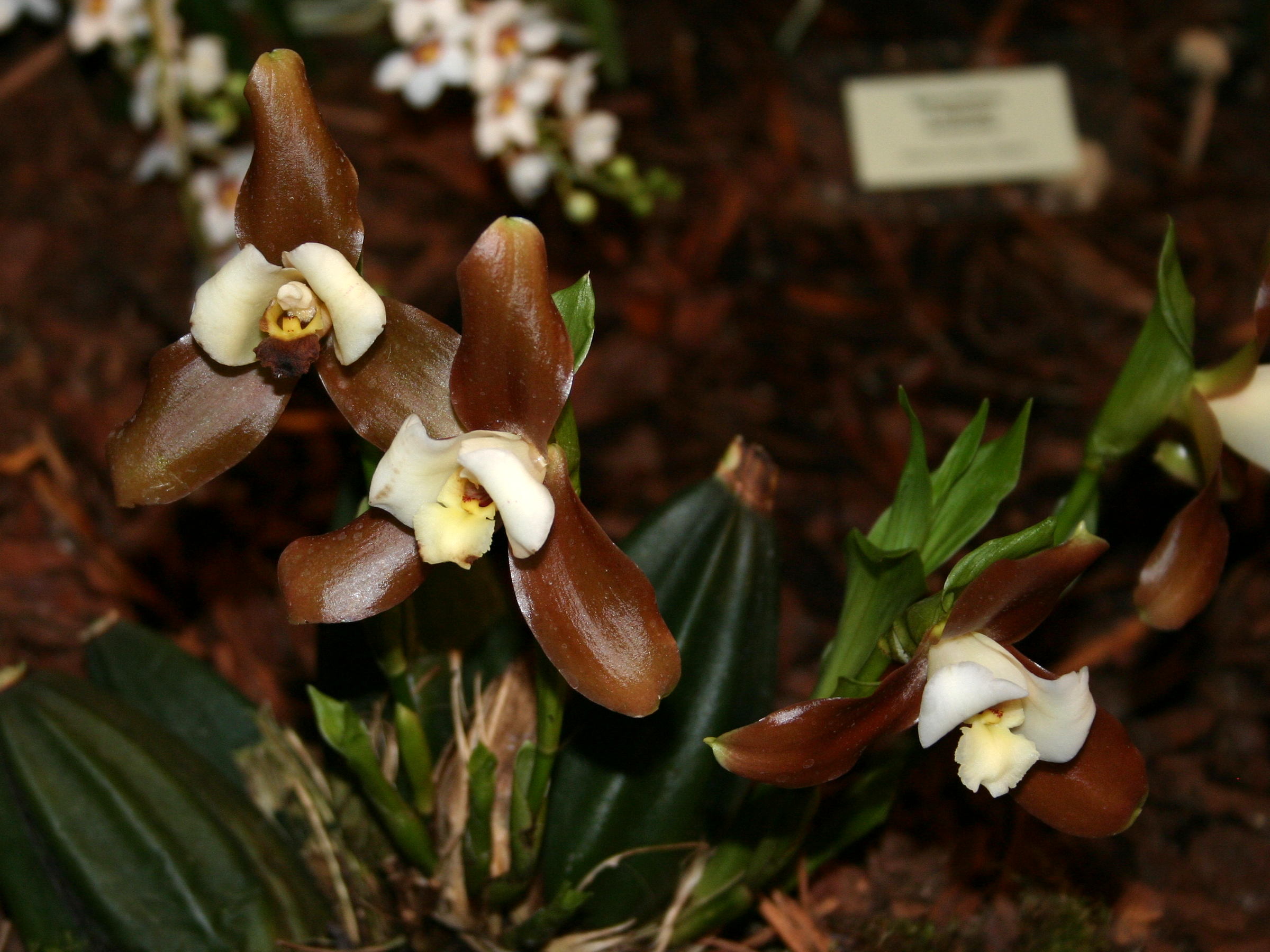 Afficher le média lycaste_xytriophora1sd lycaste_xytriophora1sd