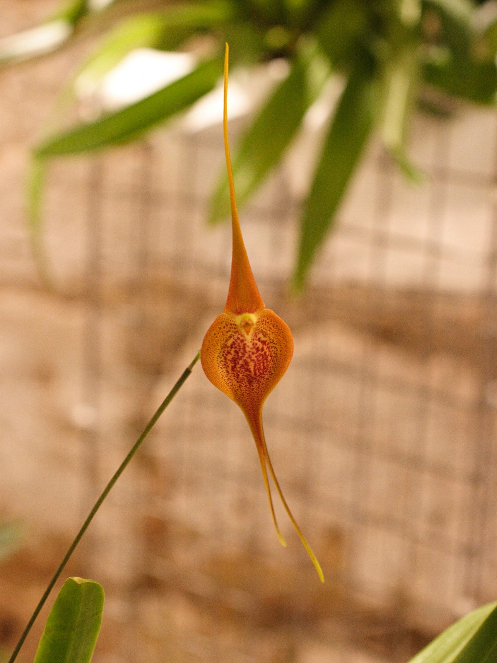 Afficher le média masdevallia_regina2md masdevallia_regina2md