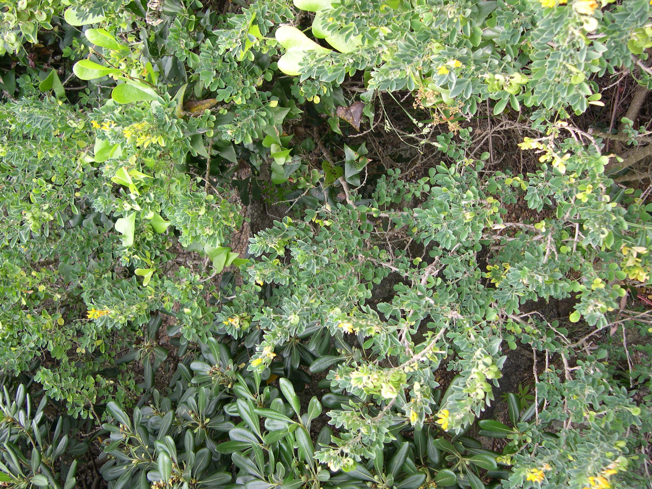 medicago_arborea1md