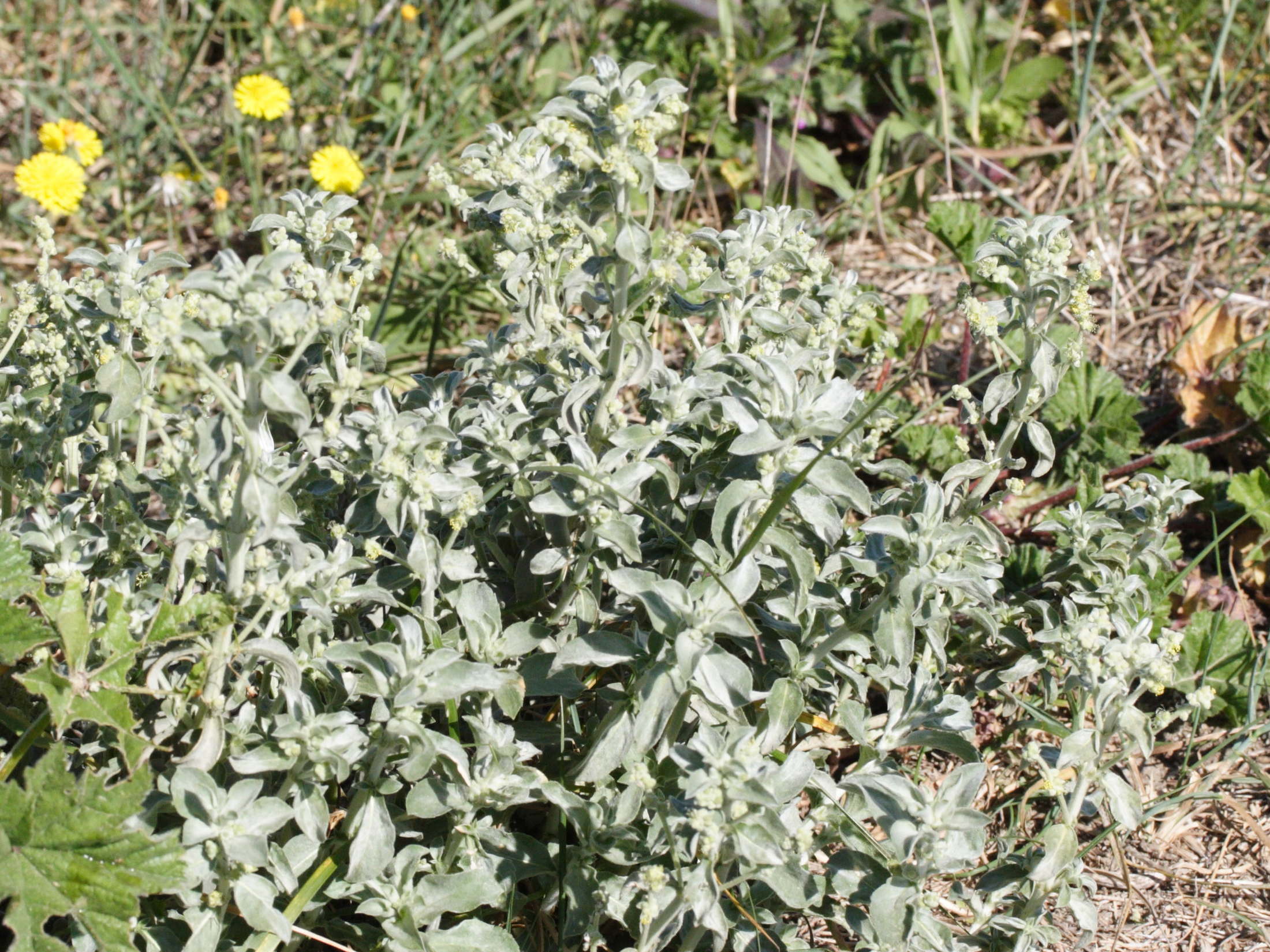 mercurialis_tomentosa1md