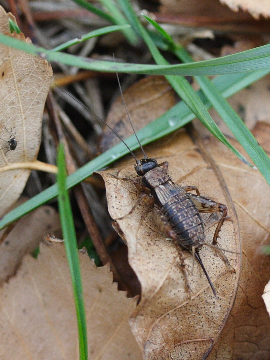 nemobius_sylvestris4bd