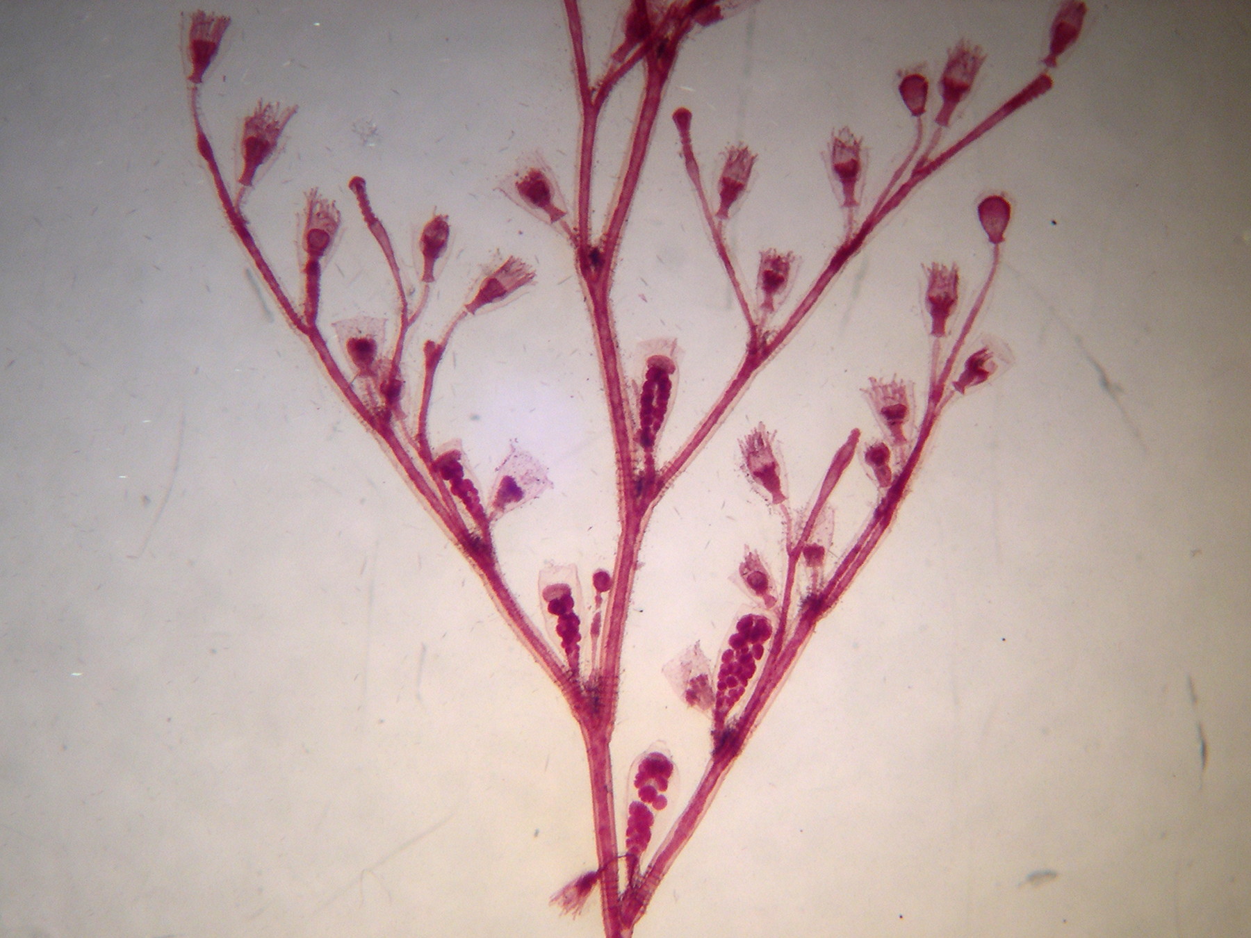 obelia_geniculata2md