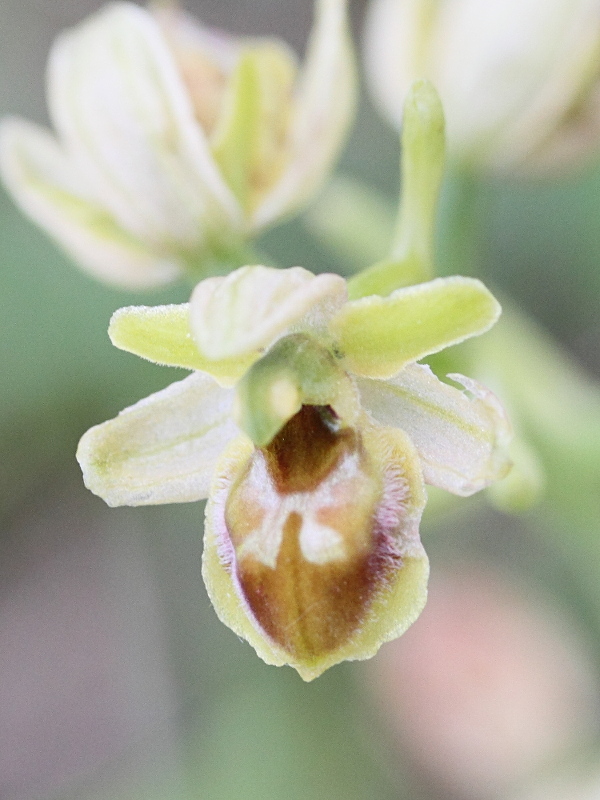 Afficher le média ophrys_virescens3md ophrys_virescens3md