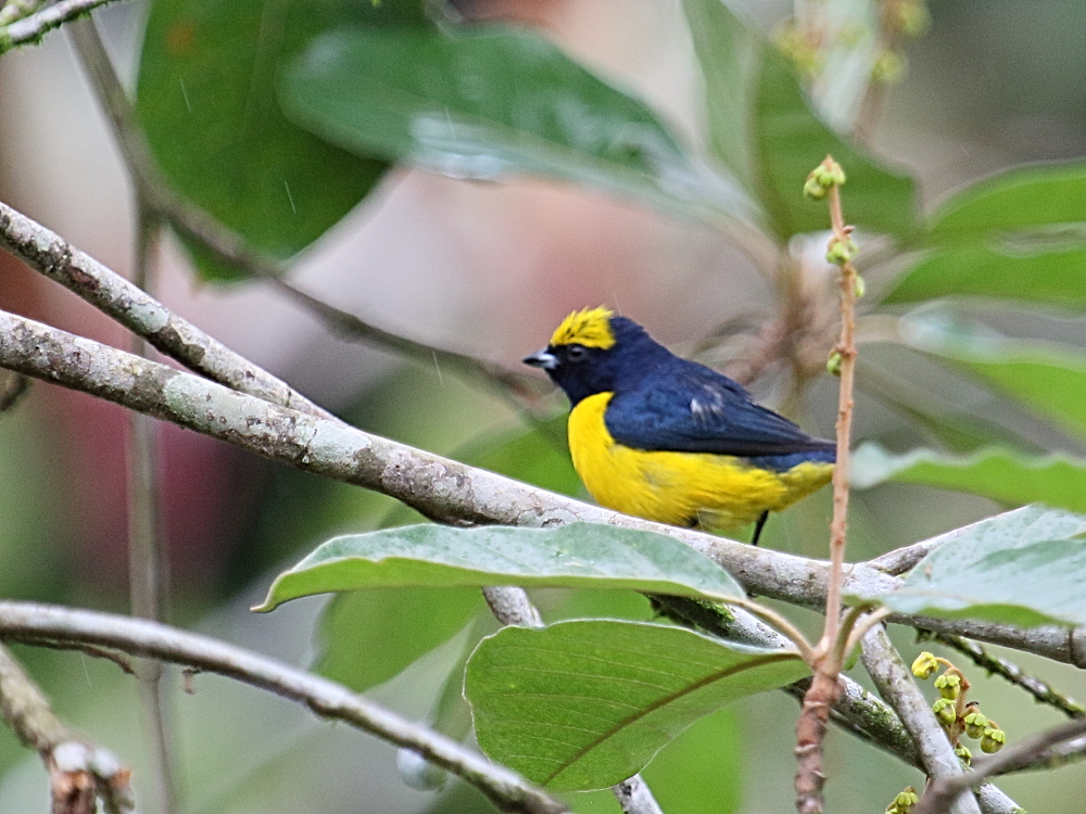 Afficher le média organiste_a_calotte_jaune_-_euphonia_luteicapilla1bd organiste_a_calotte_jaune_-_euphonia_luteicapilla1bd