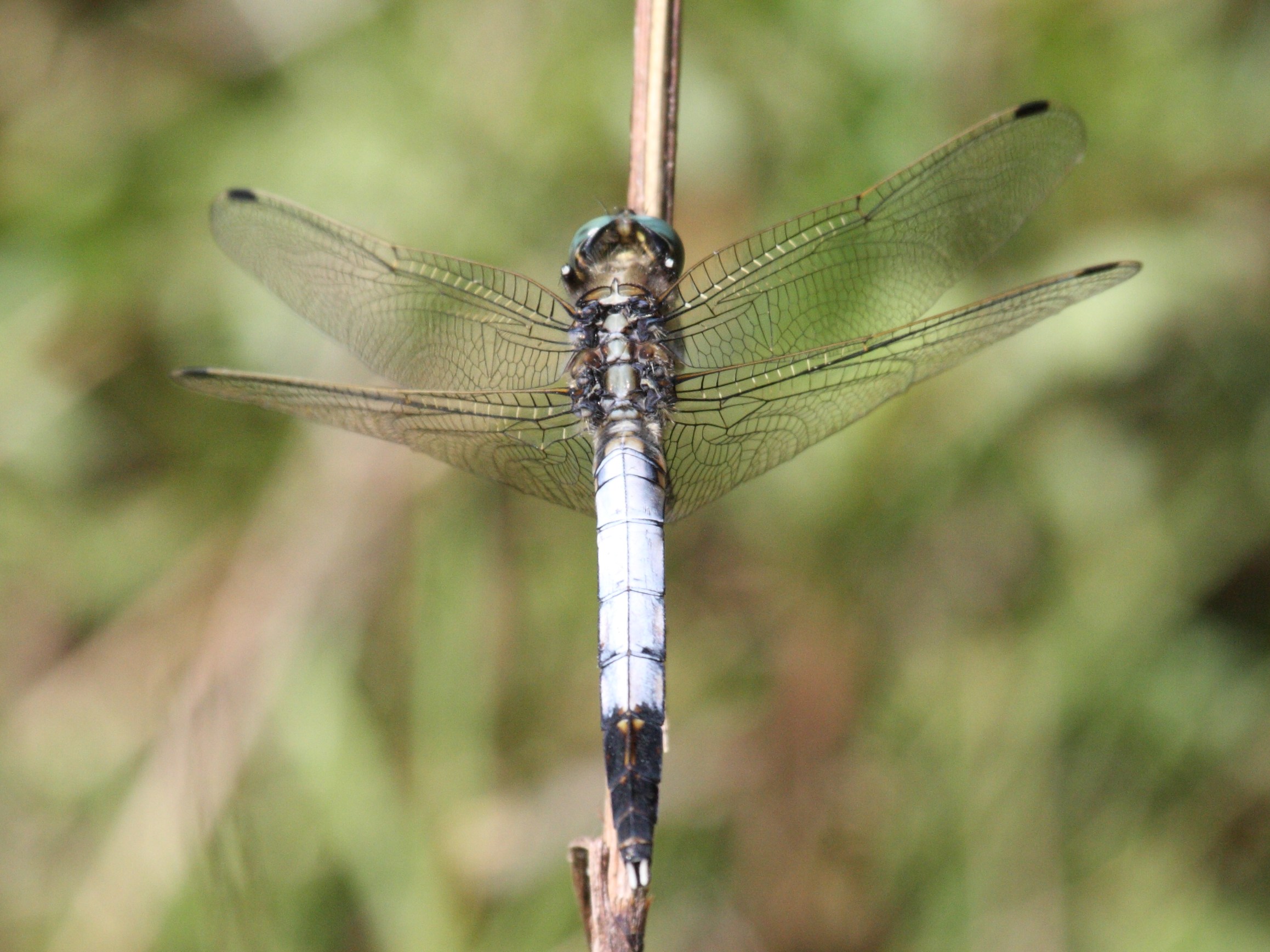 orthetrum_albistylum3bd