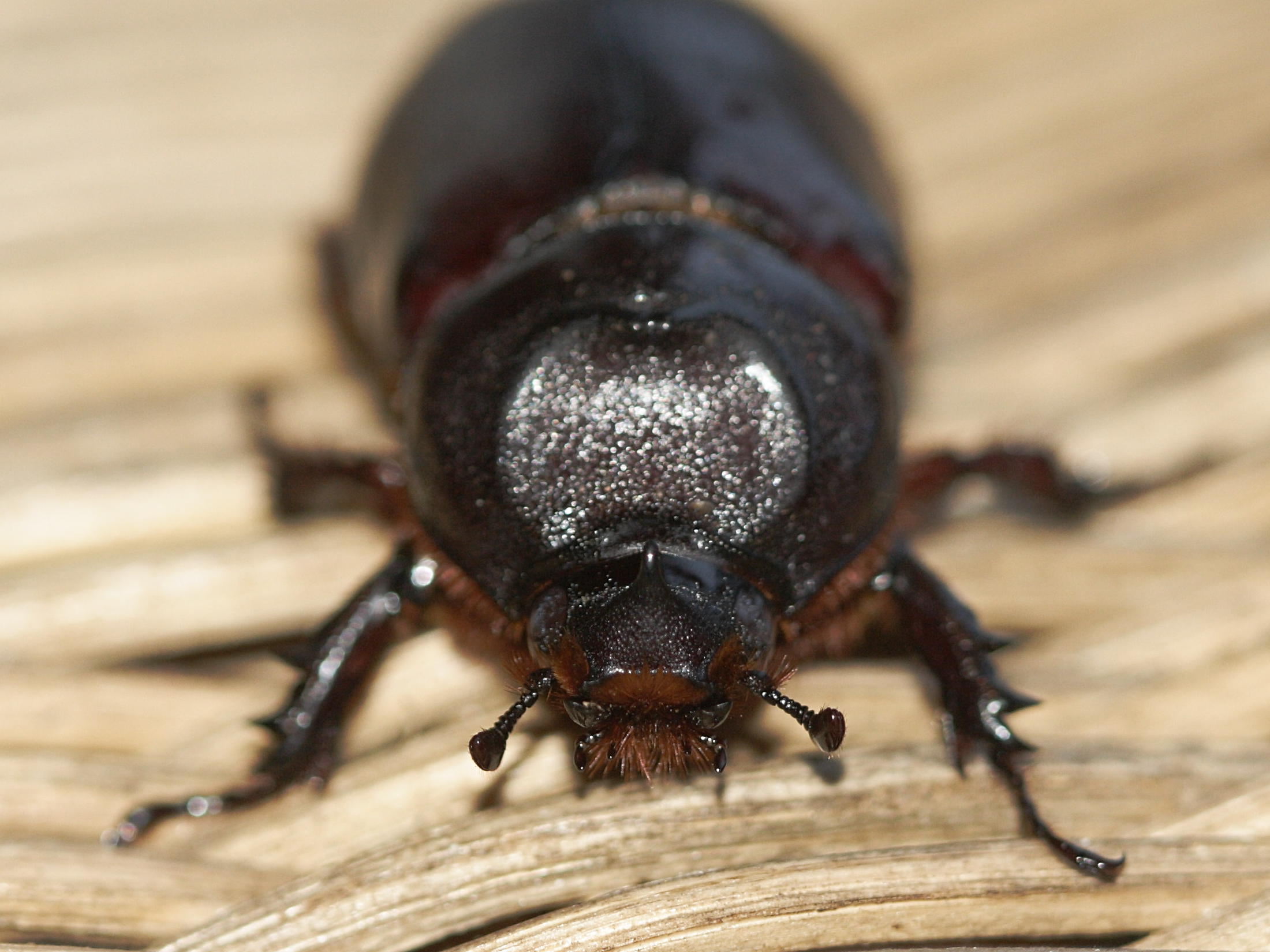 oryctes_rhinoceros3md