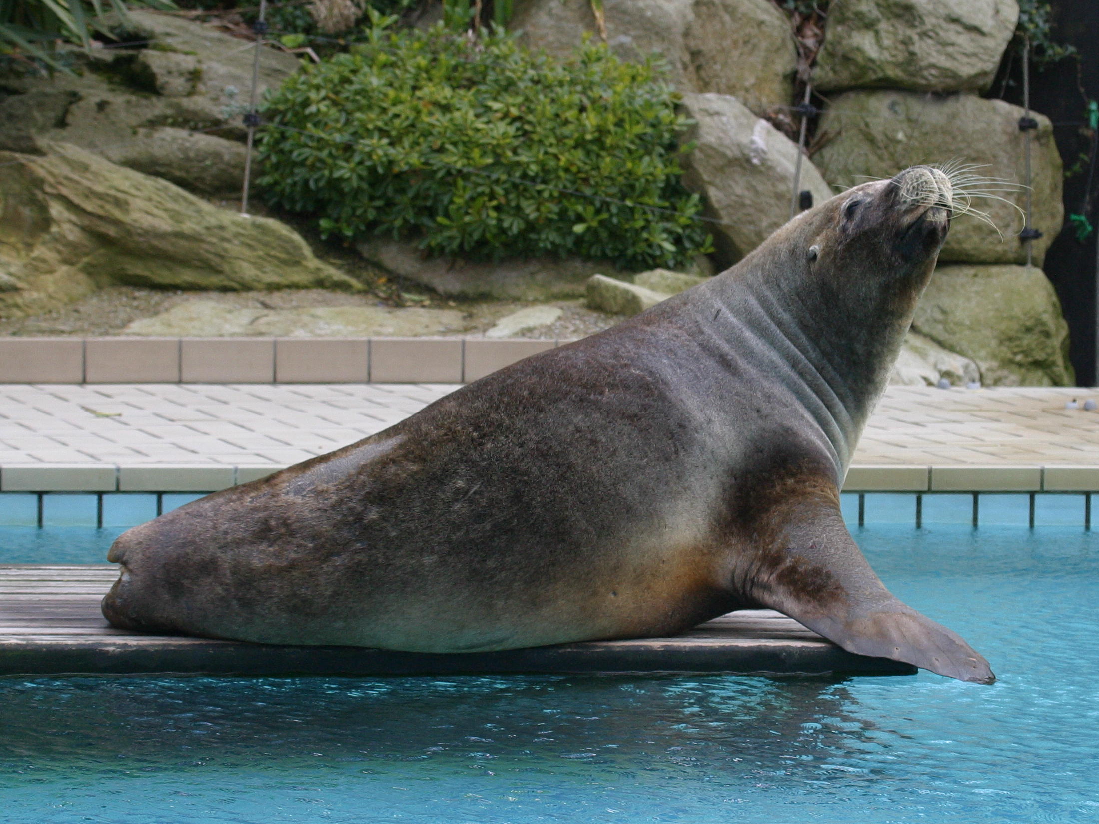 otaria_flavescens6bd