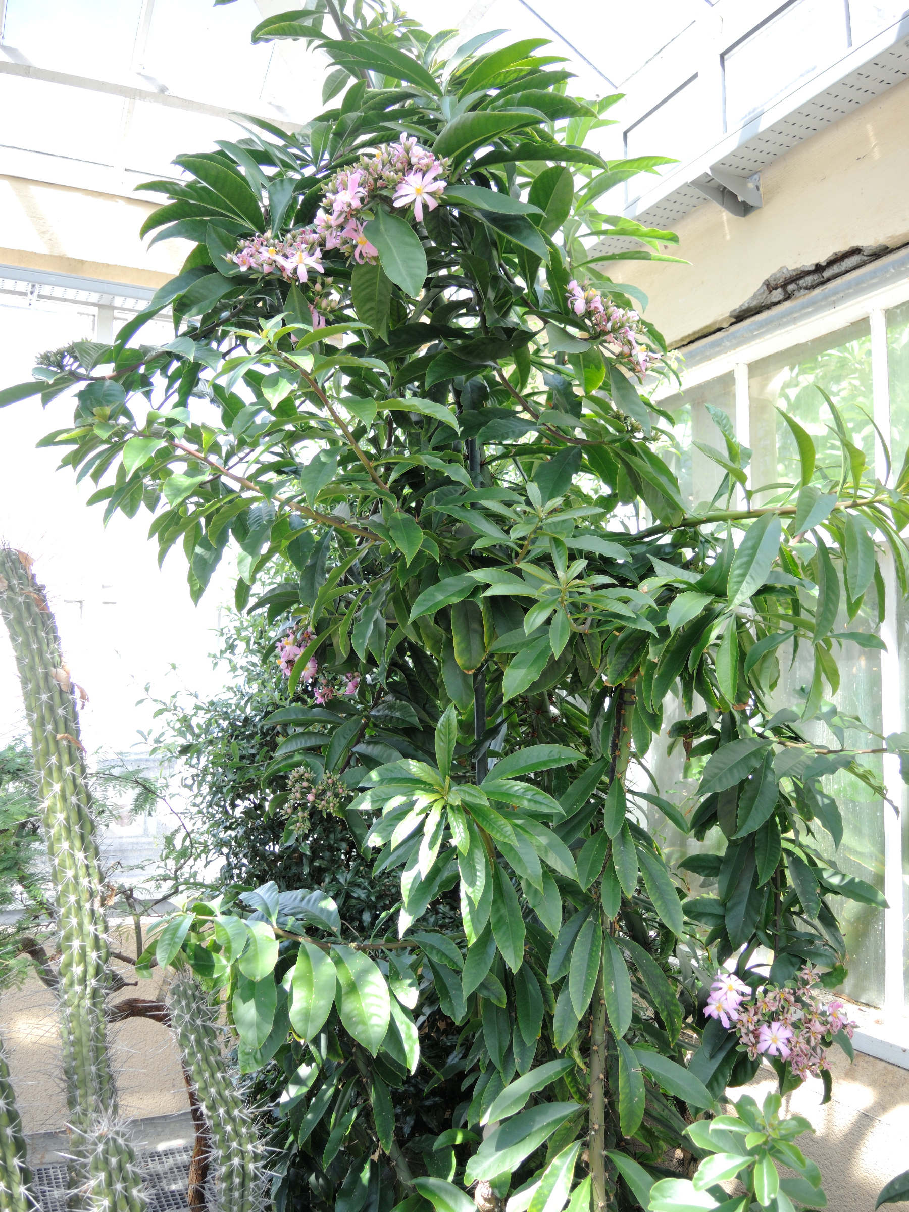pereskia_grandifolia4md