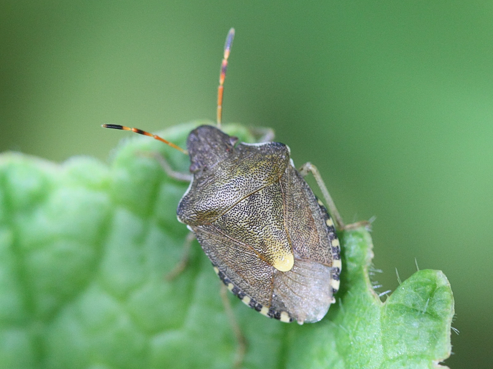 peribalus_strictus1md