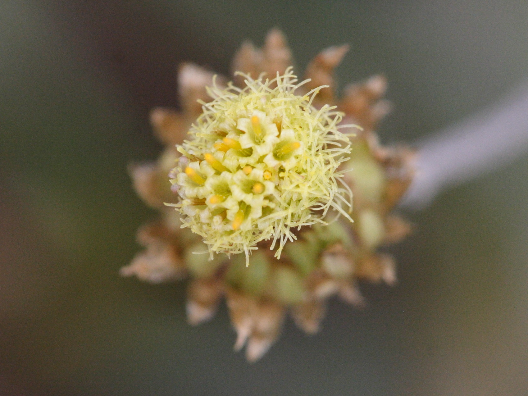 Afficher le média phagnalon_saxatile5md phagnalon_saxatile5md